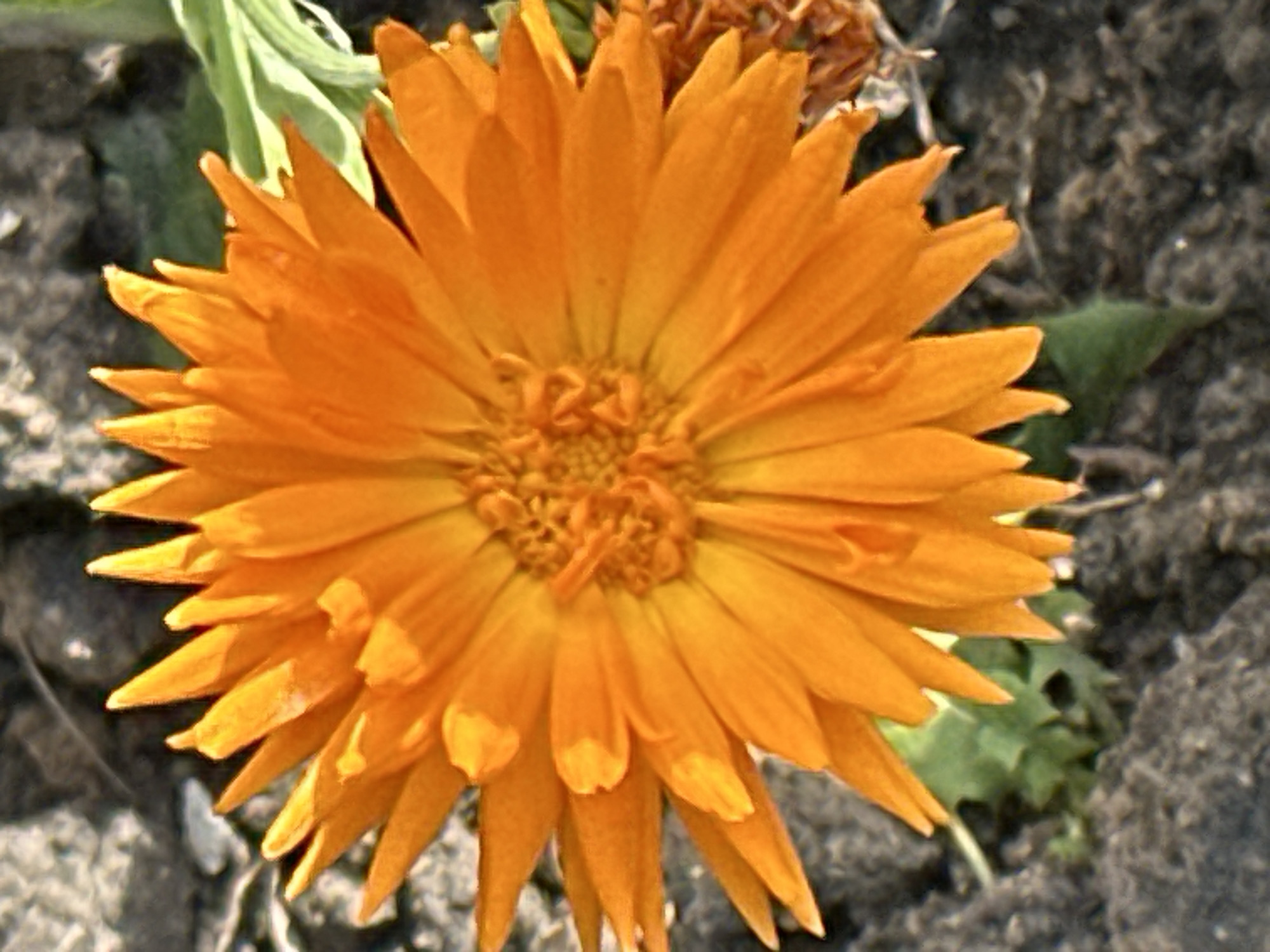 The image is a close-up, outdoor photograph of a bright orange calendula flower. The flower is in sharp focus, with its petals radiating outwards from a central disc. The background is blurred, showing dark soil and some out-of-focus green foliage. There are no people, actions, or interactions depicted. The setting appears to be a garden or natural outdoor environment. The image does not provide any information that would allow for its location to be determined to be Podolsk, Russia, or any other specific city.
