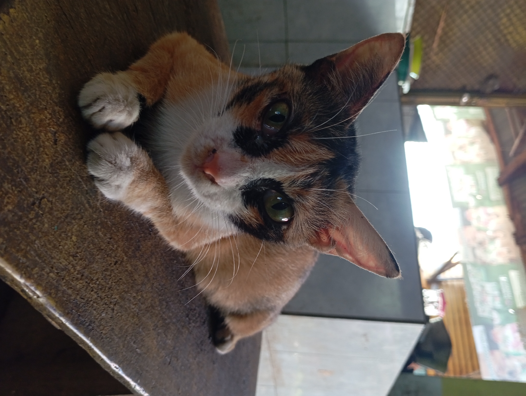 A calico cat with green eyes and white paws rests on a wooden surface in Kepulungan, Indonesia. The cat has patches of orange, black, and white fur. The background is out of focus, showing a tiled wall and a ceiling structure.