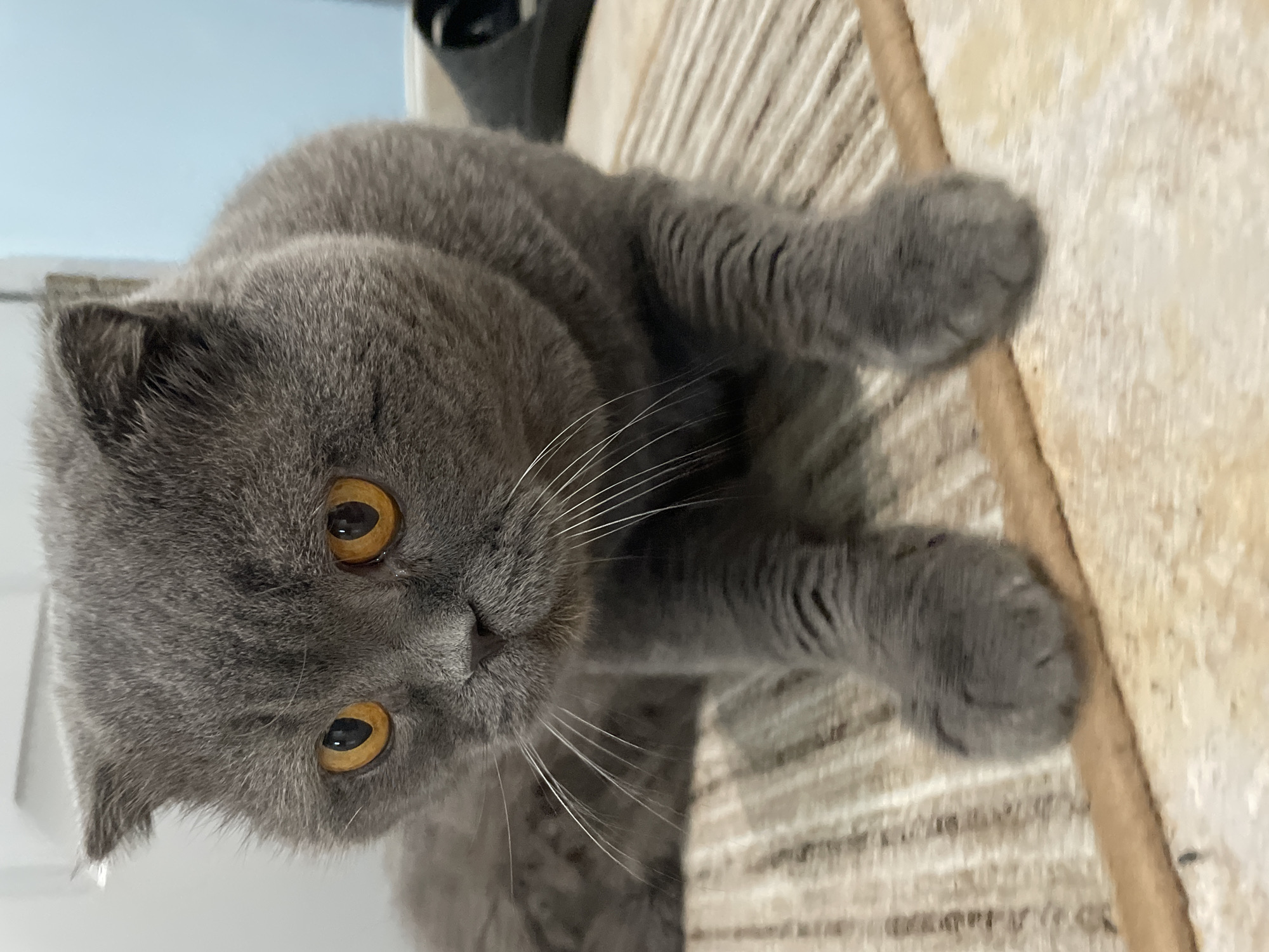 A British Shorthair cat with orange eyes and grey fur is lying down on a mat. The cat is looking directly at the camera with a slightly curious expression. Its front paws are extended forward, and its body is relaxed. The background is blurred, but it appears to be an indoor setting with a wall and some light blue coloring visible.