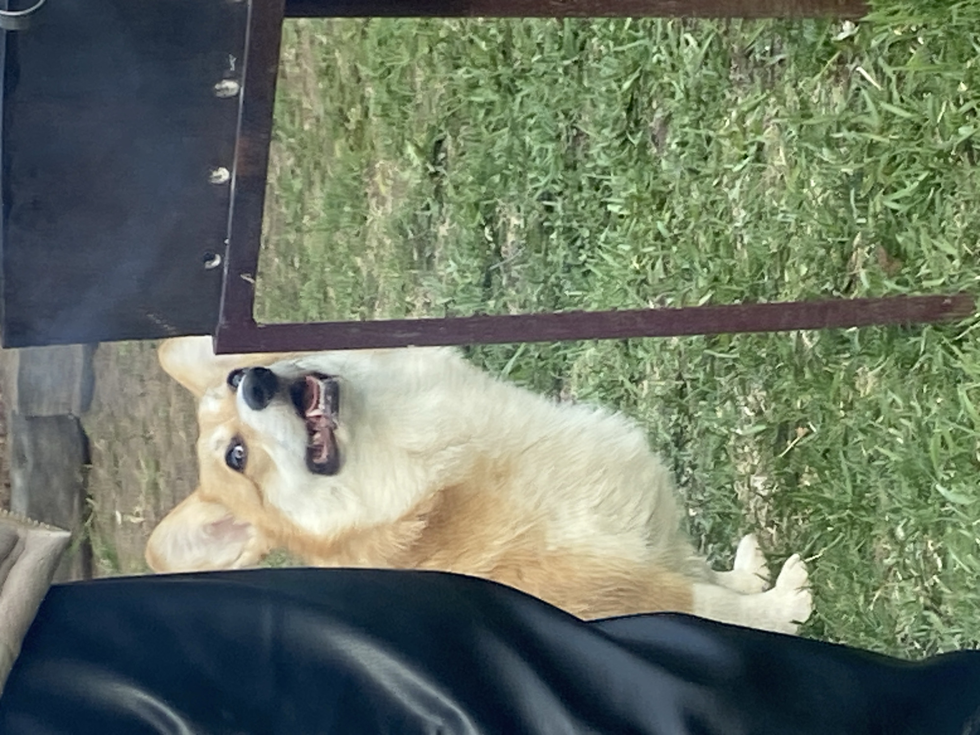 An image captures a fawn and white Corgi dog lying on its back in a grassy outdoor setting in Chaikovsky, Russia. The dog's head is tilted upwards, looking directly at the camera, with its mouth slightly open, revealing its teeth in what appears to be a playful or happy expression. Its front paws are tucked towards its chest, and its rear paws are relaxed on the grass.
In the immediate foreground, a dark, possibly leather or synthetic fabric surface is visible, suggesting someone might be sitting or lying down, with the dog positioned on their lap or nearby. To the left, a dark, possibly metallic, rectangular object with several visible holes is partially seen. Above the dog, a dark brown wooden frame or structure extends across the upper part of the image, with grass visible through its opening.
The grass beneath the dog is a vibrant green, indicating a natural outdoor environment during daytime. The lighting suggests it is bright, possibly sunny, though no harsh shadows are evident. There is no visible text in the image. The overall mood conveyed by the dog's posture and expression is one of lightheartedness and joy.