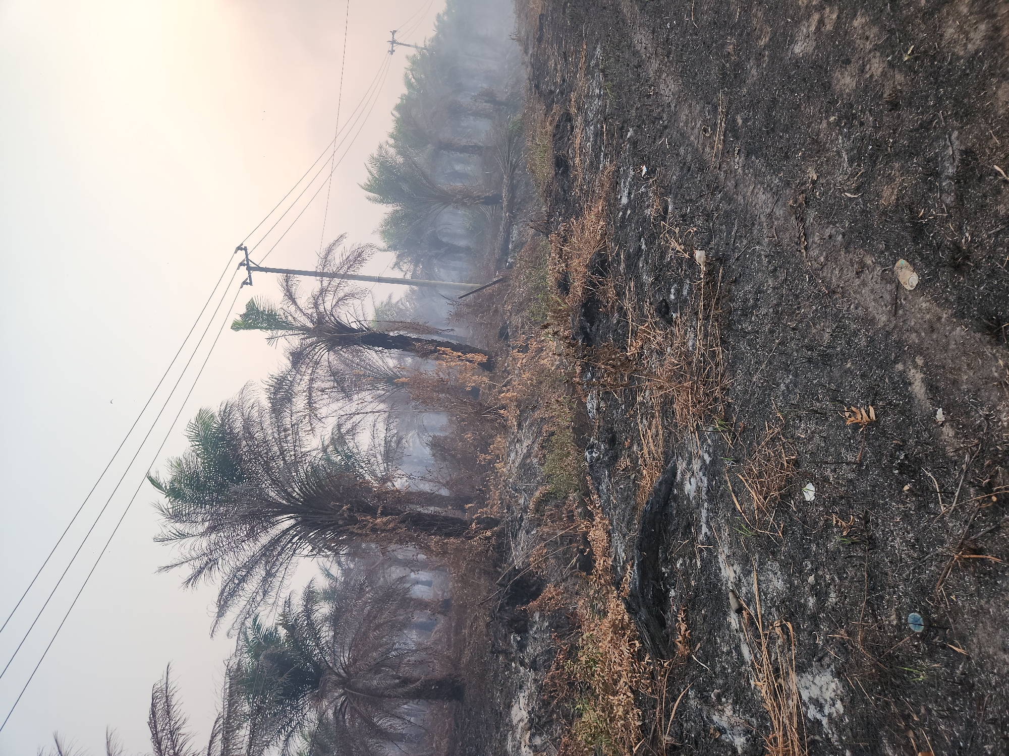 In Baamang Barat, Indonesia, a fire-ravaged palm oil plantation is depicted. The ground is covered in ash and charred vegetation, with some areas showing signs of regrowth. Numerous palm trees stand, many with blackened trunks and sparse, dry fronds. Smoke partially obscures the background, creating a hazy atmosphere. Power lines supported by utility poles are visible traversing the sky above the plantation. The scene suggests a recent fire event, leaving behind a landscape of destruction and the lingering threat of smoke.