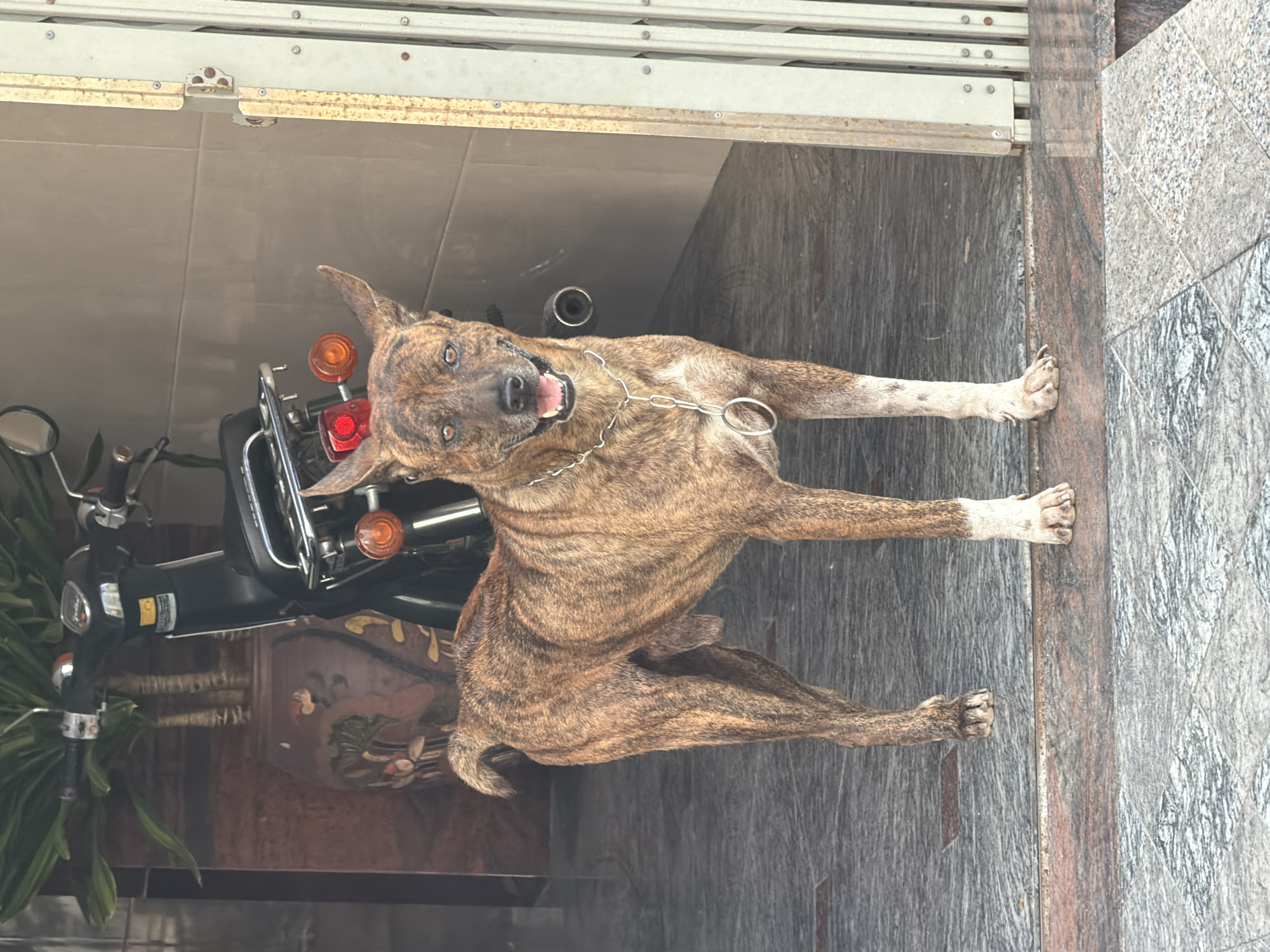 A brindle-colored dog stands facing forward, with its mouth open and tongue visible. It wears a silver chain collar with a large ring. The dog is positioned in an open doorway with a checkered tile floor. Behind the dog, a black motorcycle is parked. To the left of the motorcycle, a large potted plant with green leaves is visible. The doorway opens to a tiled walkway and a partially visible metallic gate or partition. The overall scene appears to be an outdoor or semi-outdoor area, possibly a storefront or residence entrance, within the city of South Quy Nhon Ward, Vietnam, given the context.