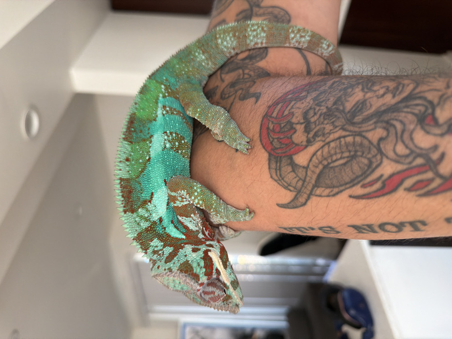 The image displays a Panther Chameleon (Furcifer pardalis) resting on a human arm within an indoor residential setting in Los Angeles, United States of America.
**Subject:** A male Panther Chameleon, exhibiting a vibrant coloration dominated by turquoise and bright green, interspersed with reddish-brown patches and white-speckled skin. A distinct serrated ridge runs along its dorsal spine. Its eyes are closed, and it is positioned horizontally across a person's upper arm, with its head facing left and its tail curling down the back of the arm. Its four feet are visible, gripping the skin.
**People:** The arm belongs to an individual, appearing to be an adult, with light to medium skin tone. The arm is heavily tattooed. Visible on the bicep is a large, elaborate tattoo featuring a horned figure with an intricate head, possibly resembling a ram or demon, incorporating a human-like face and long hair, accented with red details that suggest flames or highlights. Partially visible text on the forearm reads "IT'S NOT."
**Environment/Location:** The background indicates an indoor, well-lit modern living space. White walls and a white ceiling with a recessed light fixture are visible. The background is out of focus, showing a dark-colored sofa or chair, a white cabinet or shelf in the lower-left corner, and a blue and white object (possibly a bag) on the shelf. A window or glass door frame, allowing natural light, is faintly visible to the far left. A dark vertical surface, possibly a door frame, is present on the right. The exact location within Los Angeles is not visually identifiable.