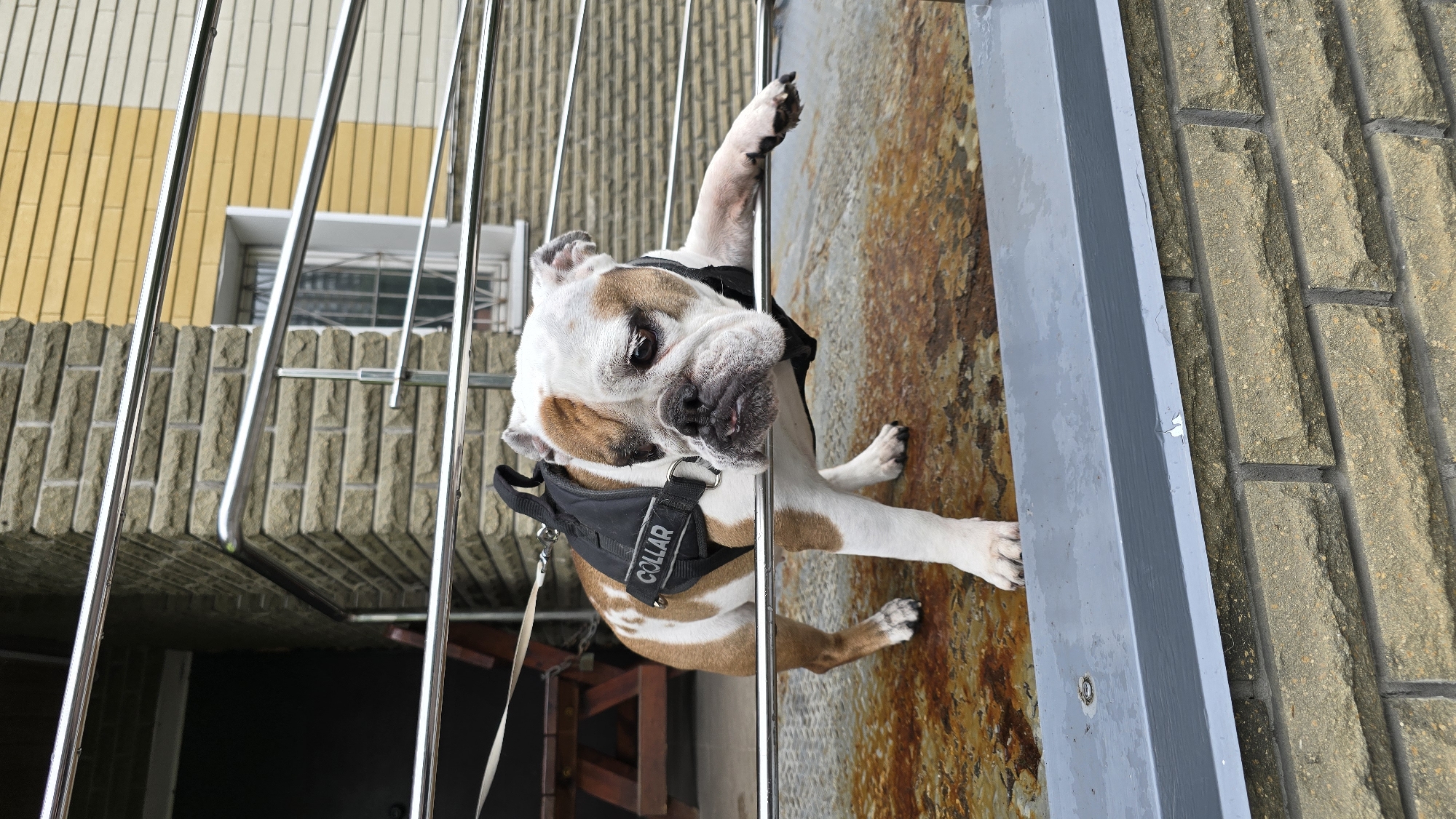 A white and brown bulldog-type dog is depicted in a close-up, upward-angled shot, peering directly at the viewer through the vertical bars of a metal fence or gate. The dog features white fur with distinctive light brown patches on its head, back, and paws, and its face displays the characteristic wrinkles of its breed. It is wearing a black harness on which the word "COLLAR" is visibly printed in white letters on the chest strap. The dog's front paws are propped up, resting on a lower section of the barrier, suggesting it is looking over or through the fence.
In the background, behind the dog and the metal bars, a building is visible. The upper portion of this building features horizontal stripes of yellow and a lighter, off-white color, while the section below consists of a textured, possibly stone or brick, facade. A window is also discernible within this architectural backdrop. To the right of the dog, beyond the fence, a heavily textured, rust-colored surface is present, which transitions into a beige brick wall further to the right. The scene is brightly lit by diffused natural daylight, indicating it is daytime. The setting appears to be an urban or residential area, located in Kyiv, Ukraine. The dog's expression conveys curiosity and attentiveness.