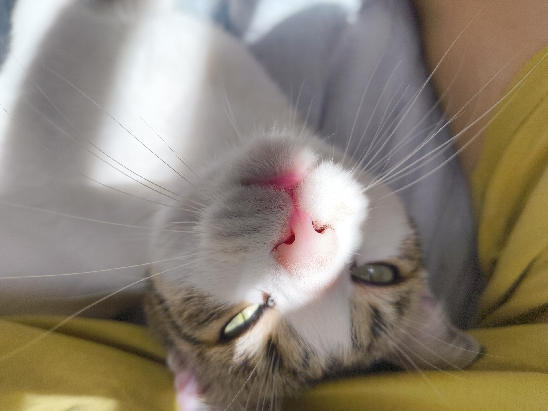 A close-up, slightly tilted image shows a cat's face upside down. The cat has a pink nose and white whiskers. Its fur is a mix of white and tabby markings. Two green eyes are visible. The background is a mix of white, gray, and yellow. It's unlikely that Sofia, Bulgaria is relevant to the image content.