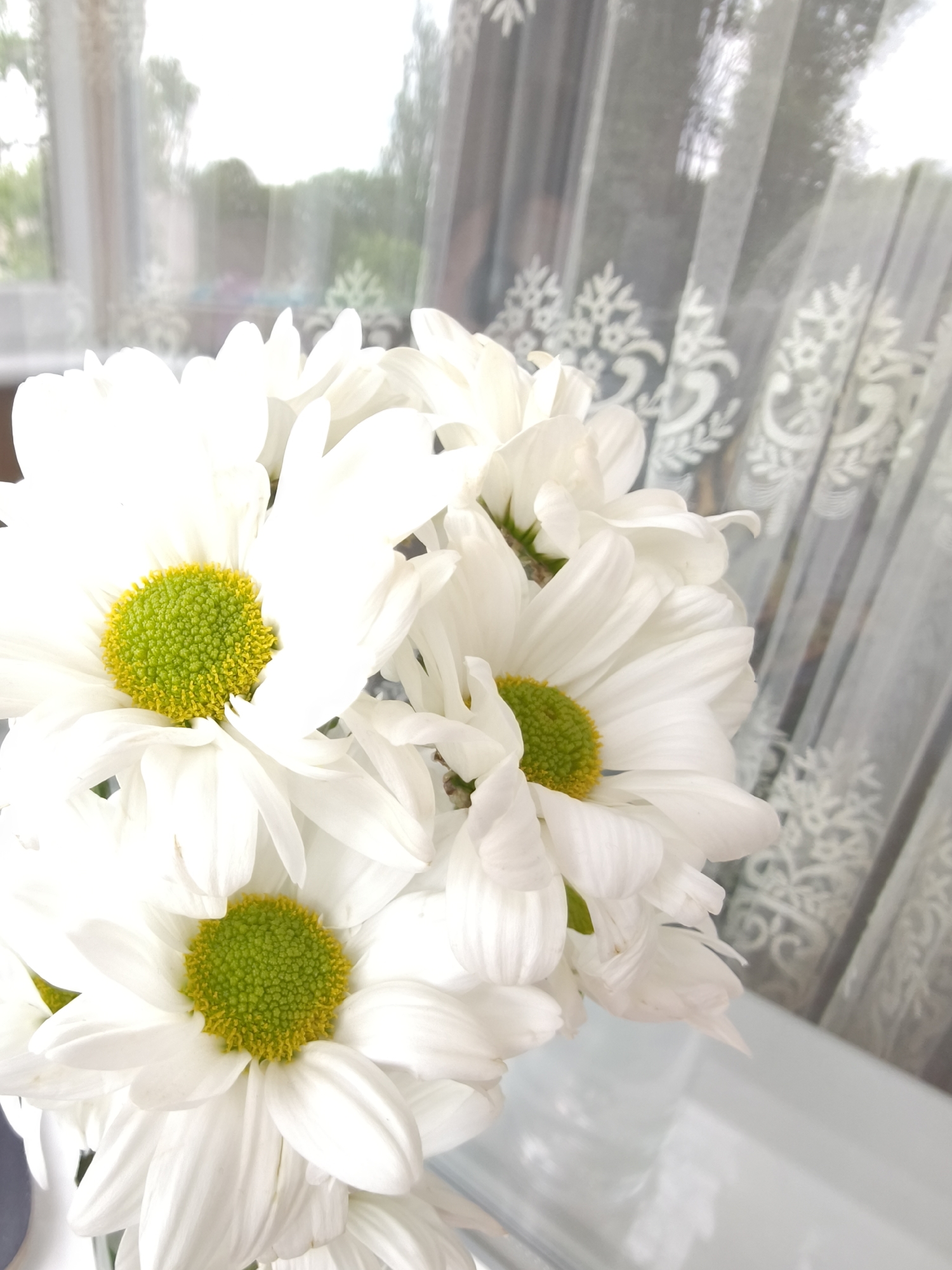 The image displays a close-up, high-key shot of a bouquet of white flowers, likely daisies or chrysanthemums, placed indoors near a window. The prominent subjects are the numerous white blooms, each featuring a distinct central disc composed of tiny, tightly packed yellow florets surrounded by a vibrant green ring. The petals are a bright, almost luminous white, some appearing slightly translucent from the strong light.
In the background, a sheer white curtain with an intricate, repeating pattern of snowflake-like or floral motifs is visible. Behind the curtain, through a window, a soft, diffused view of an outdoor scene can be discerned, showing blurred green foliage and trees, suggesting a natural environment outside. The lighting is very bright, indicating daytime, possibly an overcast day or with direct sunlight filtered by the curtains, creating a soft glow that almost overexposes some of the white petals and the distant background. The flowers appear to be resting on a light-colored, possibly white or reflective, surface in the foreground, such as a windowsill or table.
There is no discernible activity or event taking place, as the image is a still life. No people are visible, and there is no visible text. The overall impression is one of brightness, freshness, and tranquility.
