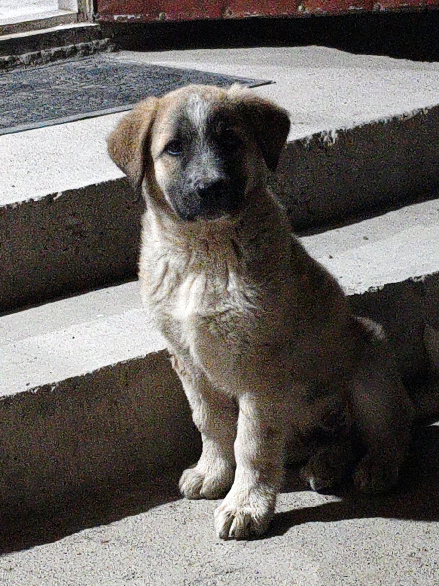 A light brown and white puppy sits on concrete steps. The puppy has dark brown fur on its back and sides, with lighter brown fur on its chest, legs, and face. It has dark eyes, a dark nose, and floppy ears. The puppy is facing forward, looking directly at the camera. The steps are made of concrete and appear worn. The background is dark and out of focus, but hints of a dark red surface and a grey mat are visible at the top of the image. The scene is lit by artificial light, casting shadows on the steps. The location is identified as Unknown, Unknown.