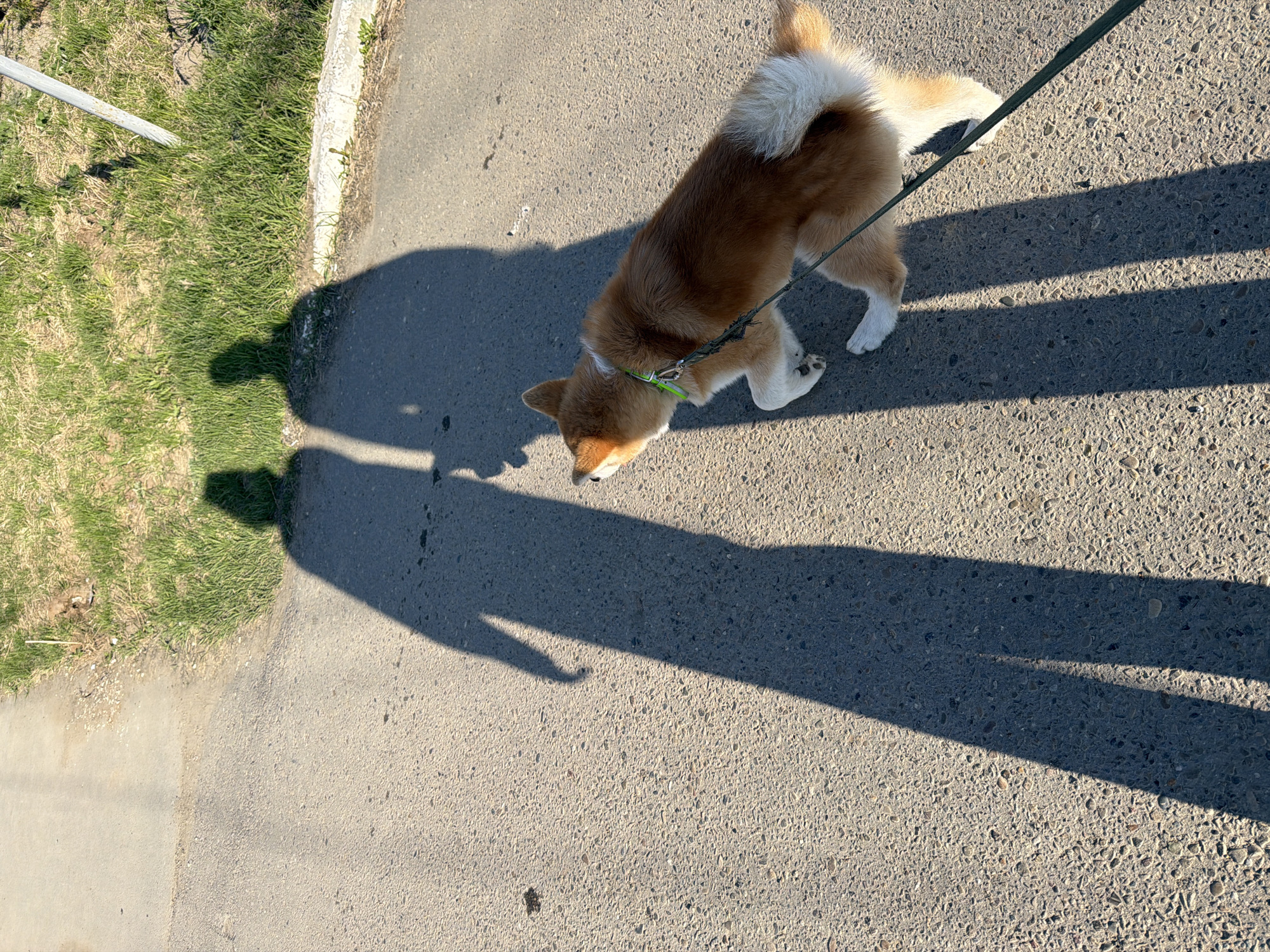 A medium-sized, brown and white Shiba Inu dog is standing on a paved surface. It is wearing a green collar and is attached to a green leash. The dog is looking down, seemingly sniffing the ground. The shadows of the dog and the person holding the leash are cast on the pavement. The pavement is bordered by a patch of grass and a concrete curb on the left side of the image. A metal pole is visible near the grass. The location is likely Chaikovsky, Russia.