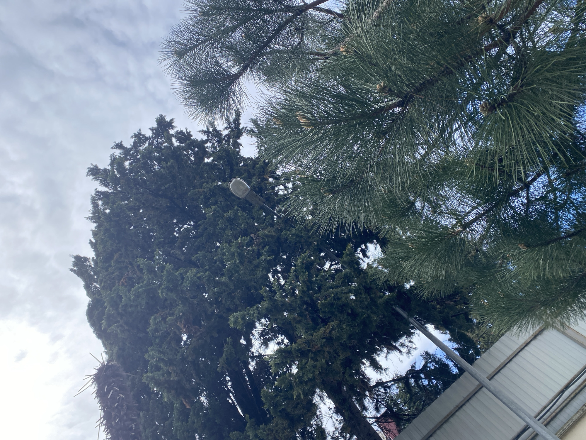 The image shows a view looking up towards the sky, with two types of trees dominating the frame. The tree on the right has long, green needles. The tree on the left is taller and darker green, with denser foliage. A street lamp is visible between the trees. The sky is overcast with a mix of white and gray clouds. A fence or wall is visible on the bottom right of the frame. The location is likely Sochi, Russia, based on the image's origin.