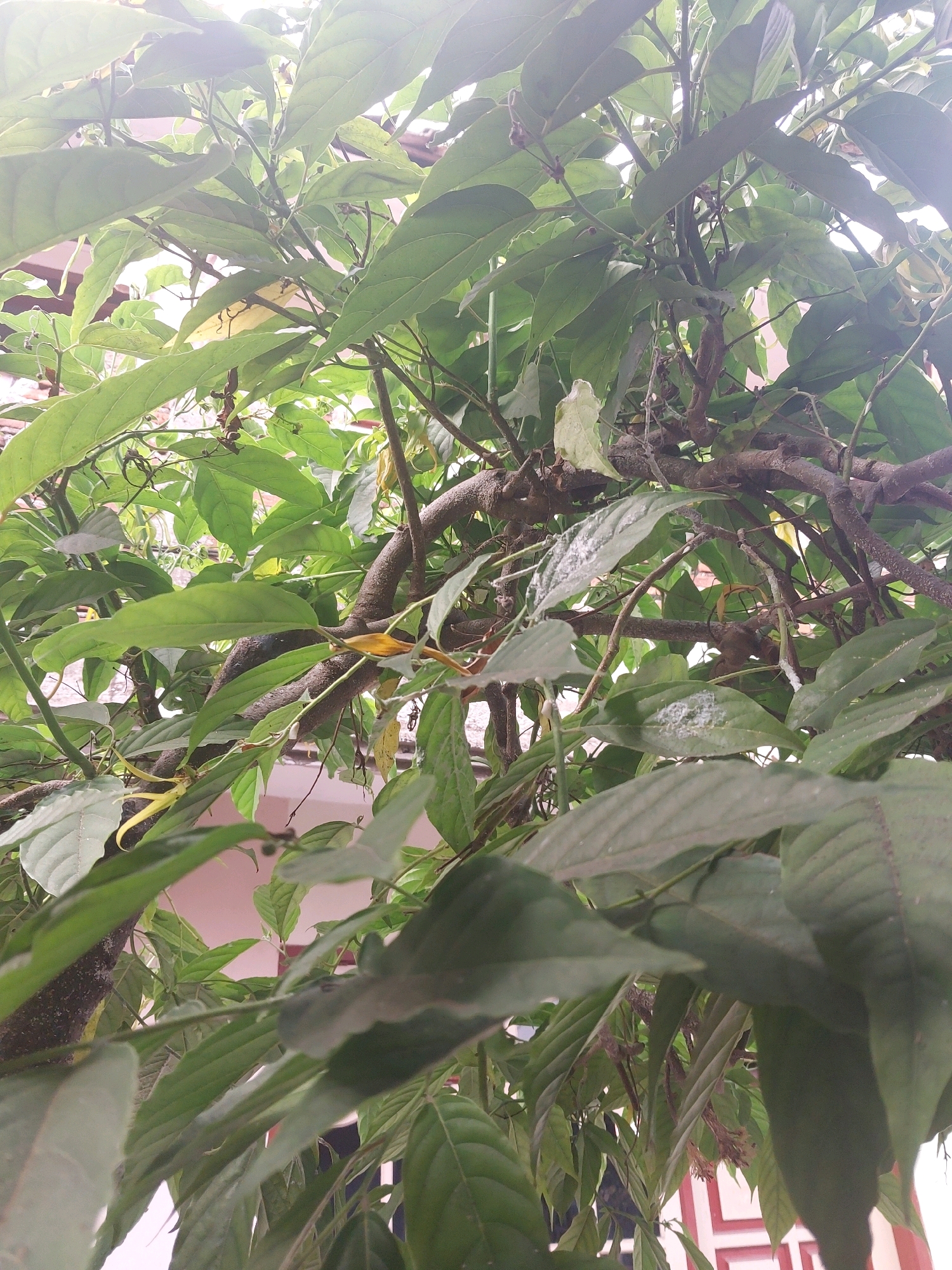 The image shows a close-up view of lush green foliage of a tree, likely in a residential area. The branches are thick and dark, covered with numerous large, ovate leaves. Some of the leaves appear to be slightly wilted or have yellowing edges, possibly indicating signs of dryness or natural aging. A few small, dried flower remnants are visible amidst the greenery, suggesting the tree may have recently flowered. The background is blurred, but hints of a light pink wall and a white and red patterned structure are discernible, possibly indicating a house or building. The overall impression is of a dense canopy of leaves, with natural light filtering through, creating a somewhat dappled effect. The scene evokes a sense of natural growth within an urban setting. The location is specified as the city of Malang, Indonesia. There are no people or animals visible in the frame. The image is taken from a low angle, looking upwards into the tree.