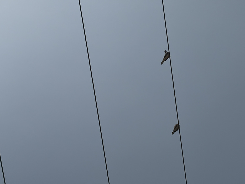 The scene, located in Jakande, Nigeria, features two birds perched on a utility cable against a clear, light blue sky. Three parallel, dark utility cables extend horizontally across the frame. The two birds, exhibiting dark grey silhouettes, are positioned on the lowest cable, both facing right. The bird on the left is situated centrally, and the bird on the right is further towards the right side of the frame. No other individuals or objects are present; the environment consists solely of the sky and cables.