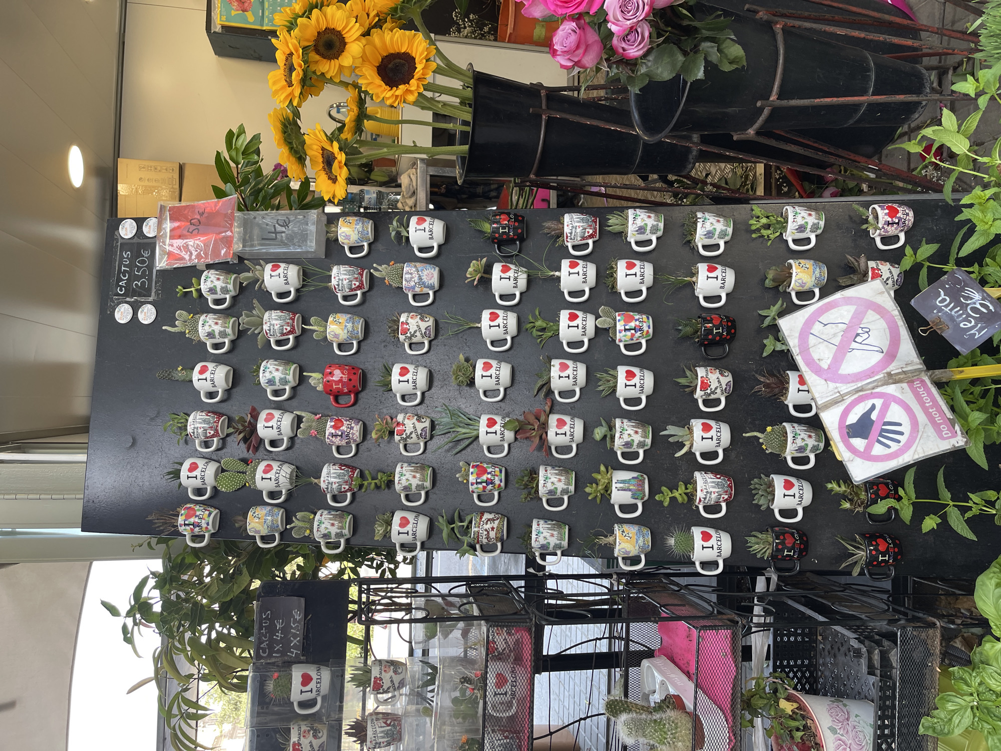 The image shows a display of small potted plants in mugs, likely sold as souvenirs, on a black board mounted outdoors. The mugs are decorated with the words "I Love Barcelona" and various iconic Barcelona landmarks like Sagrada Familia, Park Güell, and the Gothic Quarter. Some mugs also feature red hearts. The plants are a mix of cacti and succulents.
The display is set up on a stand with multiple shelves holding additional plants and various items. In the foreground, there are also sunflowers and roses in black vases, suggesting this is a flower shop or a market stall. A sign with a pink circle and a red line through a hand, accompanied by the text "Do not touch" in English, indicates that customers are not allowed to handle the merchandise. Another small sign in the lower right corner reads "Mentha 3€", suggesting mint plants are also for sale.
The background suggests an urban environment with buildings visible through a window or opening, and sunlight filtering in. The overall impression is of a vibrant street scene in Barcelona, Spain, where local culture and flora are presented for sale.