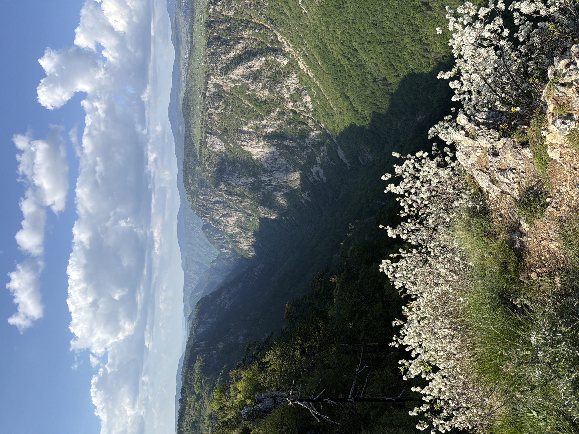 The image shows a vertical view of a landscape, likely taken in or near Nedajno, Montenegro. The foreground features a rocky cliff edge with white flowering shrubs and grasses. Below the cliff, a deep canyon stretches into the distance, characterized by steep, tree-covered slopes and rock formations. Sunlight filters through the canyon, creating areas of shadow and light. In the background, distant mountain ranges are visible. The sky is blue with scattered, puffy white clouds.