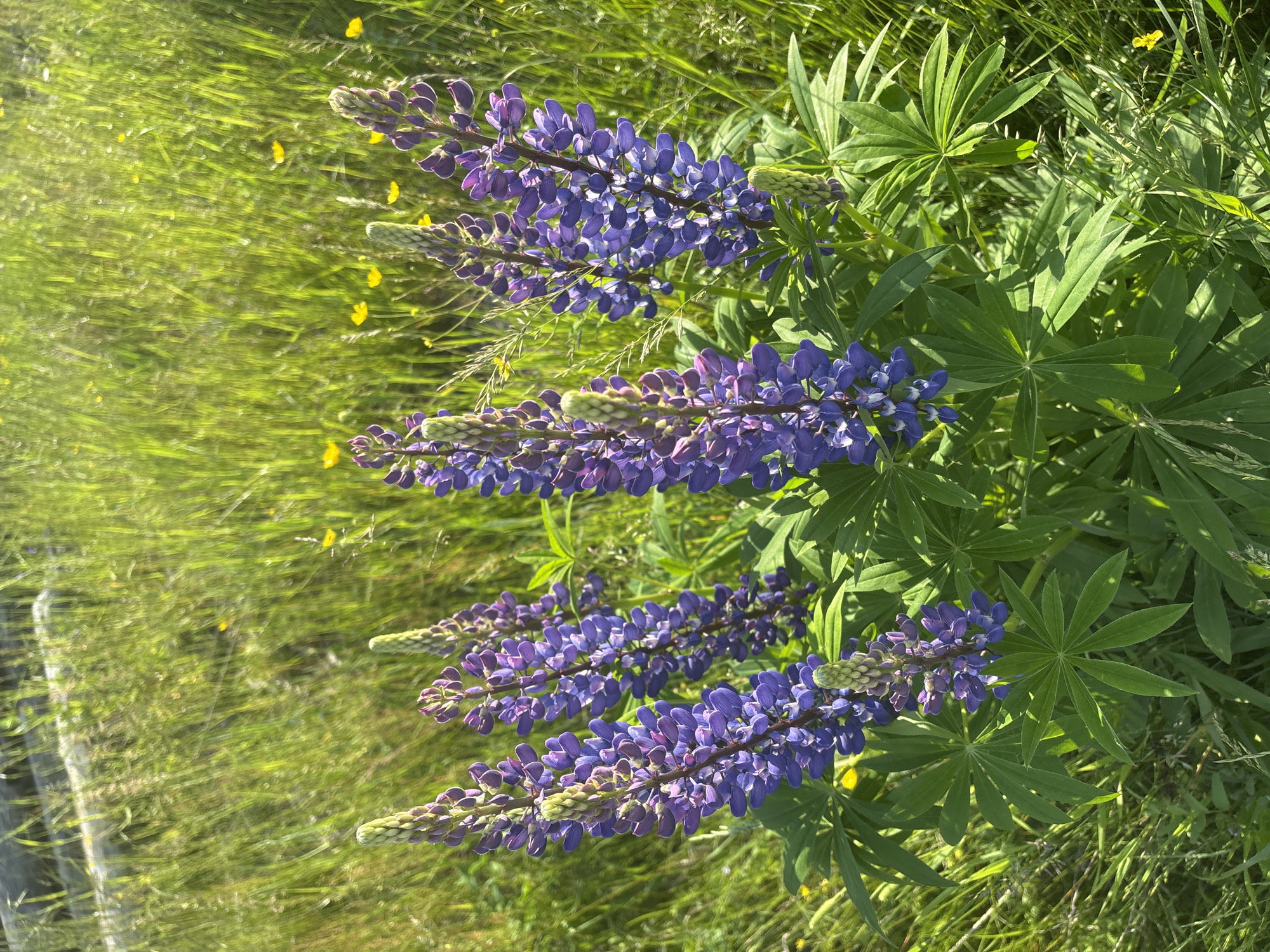 The image shows a close-up view of several purple lupine flowers in bloom. The flowers are tall and spiky, with individual florets clustered together. They are surrounded by lush green grass and smaller yellow wildflowers. In the background, out of focus, are some weathered wooden logs. The scene appears to be a natural outdoor environment, possibly a field or meadow. There are no people or animals visible in the image. The lighting suggests it is daytime with bright sunlight.