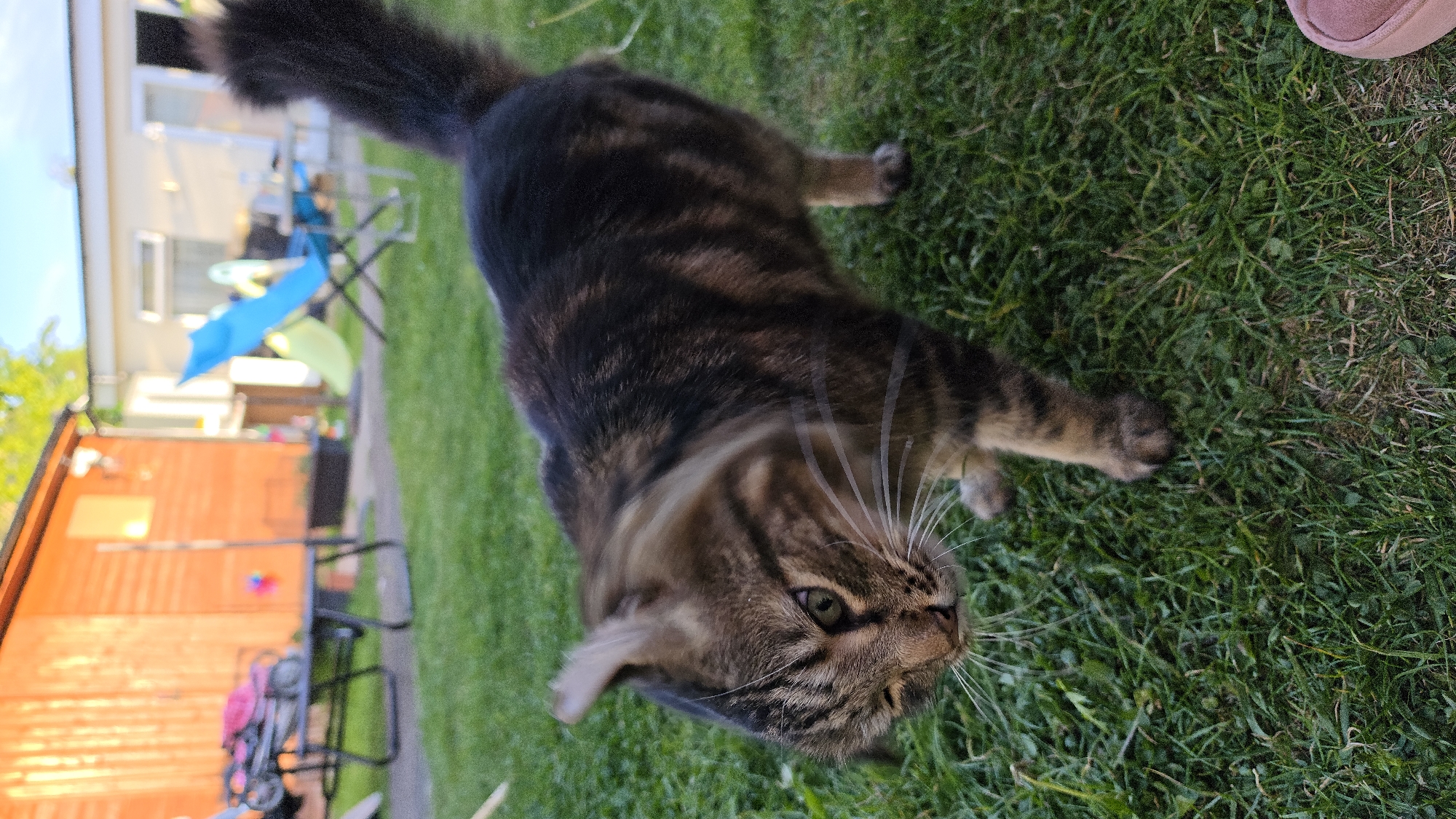 A tabby cat with dark brown and lighter brown striped fur, green eyes, and prominent white whiskers is the main subject, positioned on a vibrant green lawn. The cat is looking upwards and slightly to the right with an alert, curious expression. Its body stretches across the grass, with its paws visible.
The scene depicts a residential garden under bright daylight, suggesting a sunny late morning or afternoon. In the out-of-focus background to the left, parts of a light-colored house with windows are visible, along with a blue folding chair and what appears to be a bright yellow umbrella or similar outdoor item. Further left, a reddish-brown wooden shed or small building stands, with some black metal garden furniture and a pink object (possibly a blanket or cushion) partially visible. The far top right corner of the image shows a small pink object on the grass, potentially a slipper or shoe.
No specific activity beyond the cat's presence and observation is depicted. The general setting is typical of a suburban garden, consistent with locations like London, United Kingdom. There is no visible text in the image.