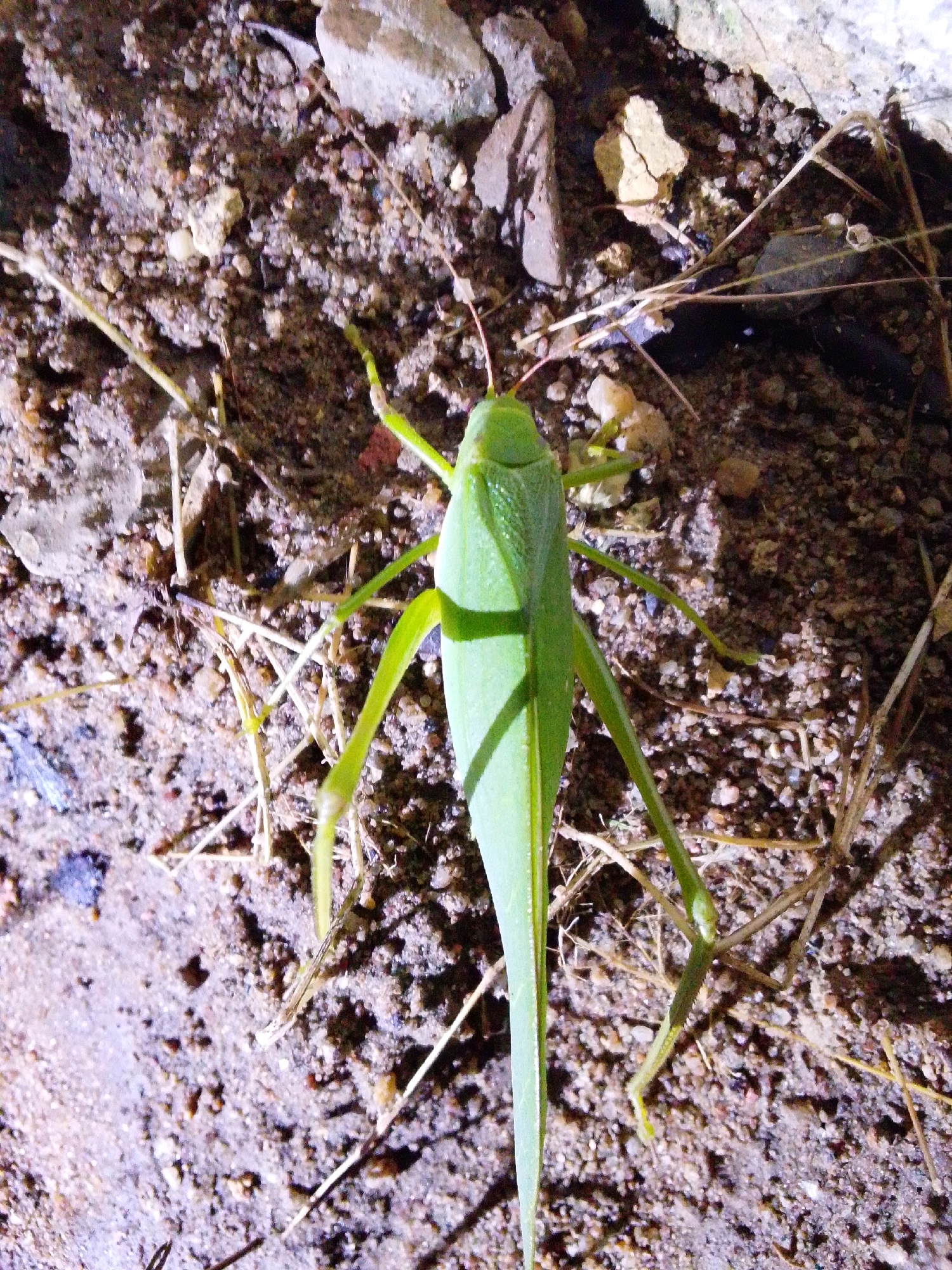 In Serti, Nigeria, a close-up, high-angle shot captures a bright green grasshopper resting on the ground. The insect is positioned vertically in the frame, with its head facing the top. Its long, slender body is covered by its forewings, which are partially visible. The grasshopper’s hind legs, adapted for jumping, are tucked beneath its body. The ground beneath the insect is a mix of soil, small pebbles, and dry plant debris. Light casts a shadow of the grasshopper onto the textured surface.