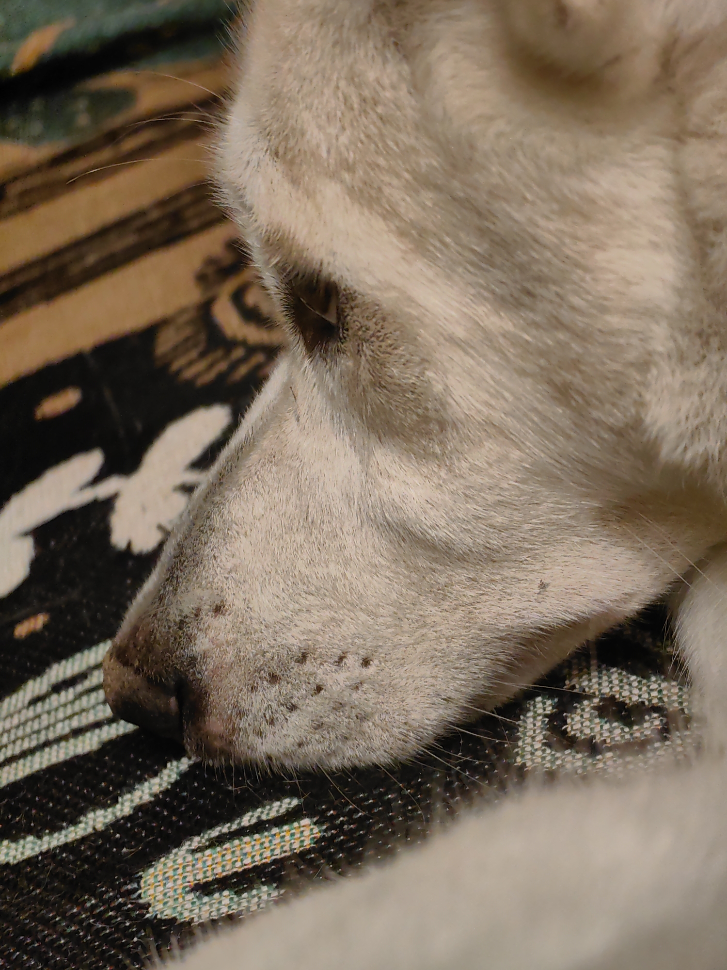This is a close-up, low-angle photograph of a dog's face, resting on a patterned fabric. The dog appears to be a Husky or similar breed with light-colored fur. Its nose is dark and slightly wet, with visible whiskers. The dog's eye is partially visible, and the fur around its face is soft and textured. The fabric beneath the dog has a complex geometric pattern featuring stripes of black, green, yellow, and white. The lighting is dim, casting soft shadows. There is no indication of location in Mumbai, India.