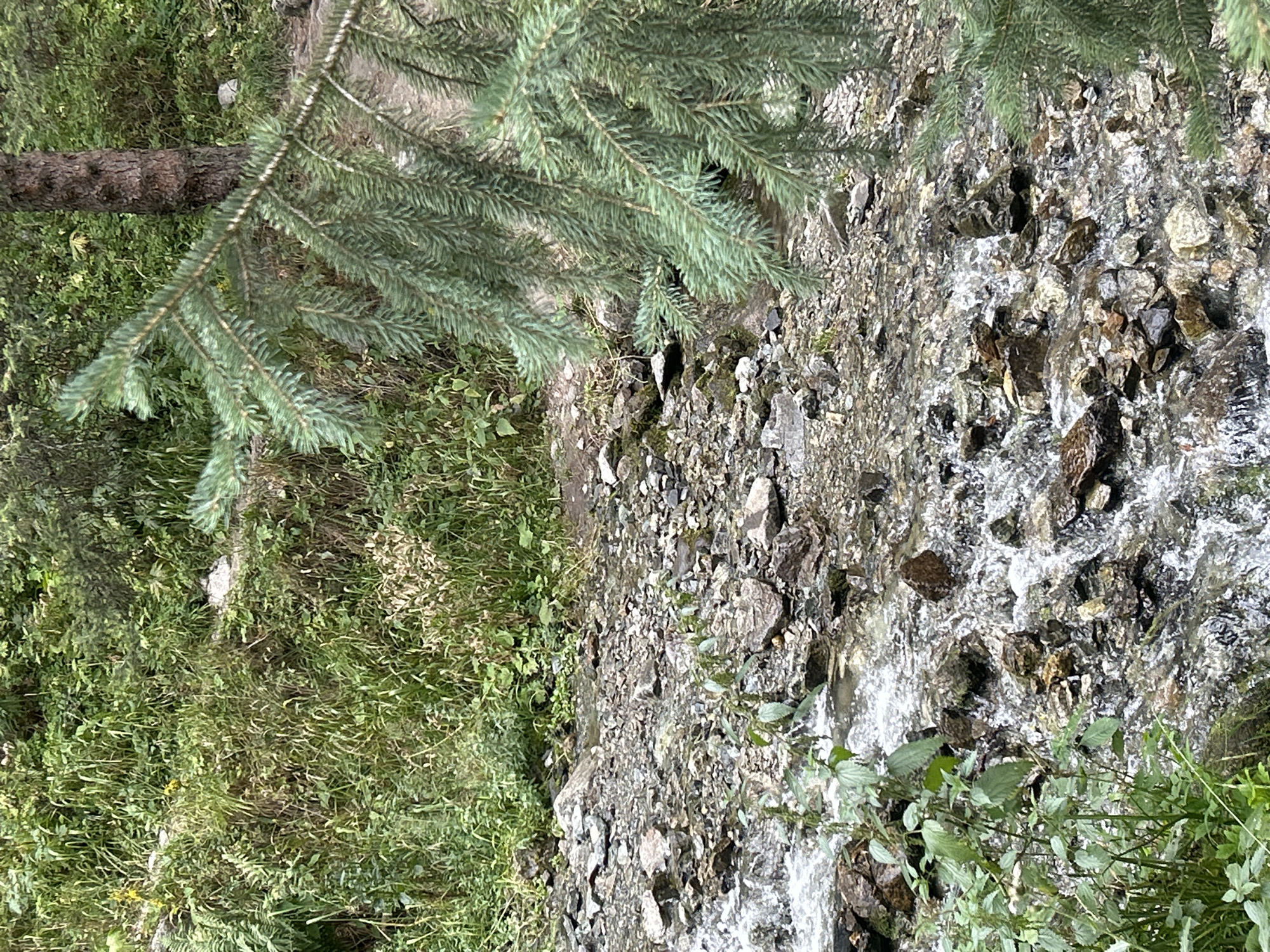 The image depicts a shallow, rocky stream flowing through a natural, wooded area. Lush green vegetation, including grasses, ferns, and leafy plants, grows densely on the banks and surrounding terrain. A prominent evergreen branch, likely from a pine or fir tree, hangs into the frame from the right, its needles casting a soft shadow. The stream bed is composed of a multitude of stones and pebbles of varying sizes and colors, with water visibly rushing and swirling over them. A section of a tree trunk, with rough bark, is visible in the background to the right of center. The overall impression is one of a serene, natural environment, typical of mountain or forest settings. The image does not contain any people or explicit man-made structures, suggesting it was taken in a wilderness area or a natural park. No specific landmarks or recognizable features tie this scene to Almaty, Kazakhstan.
