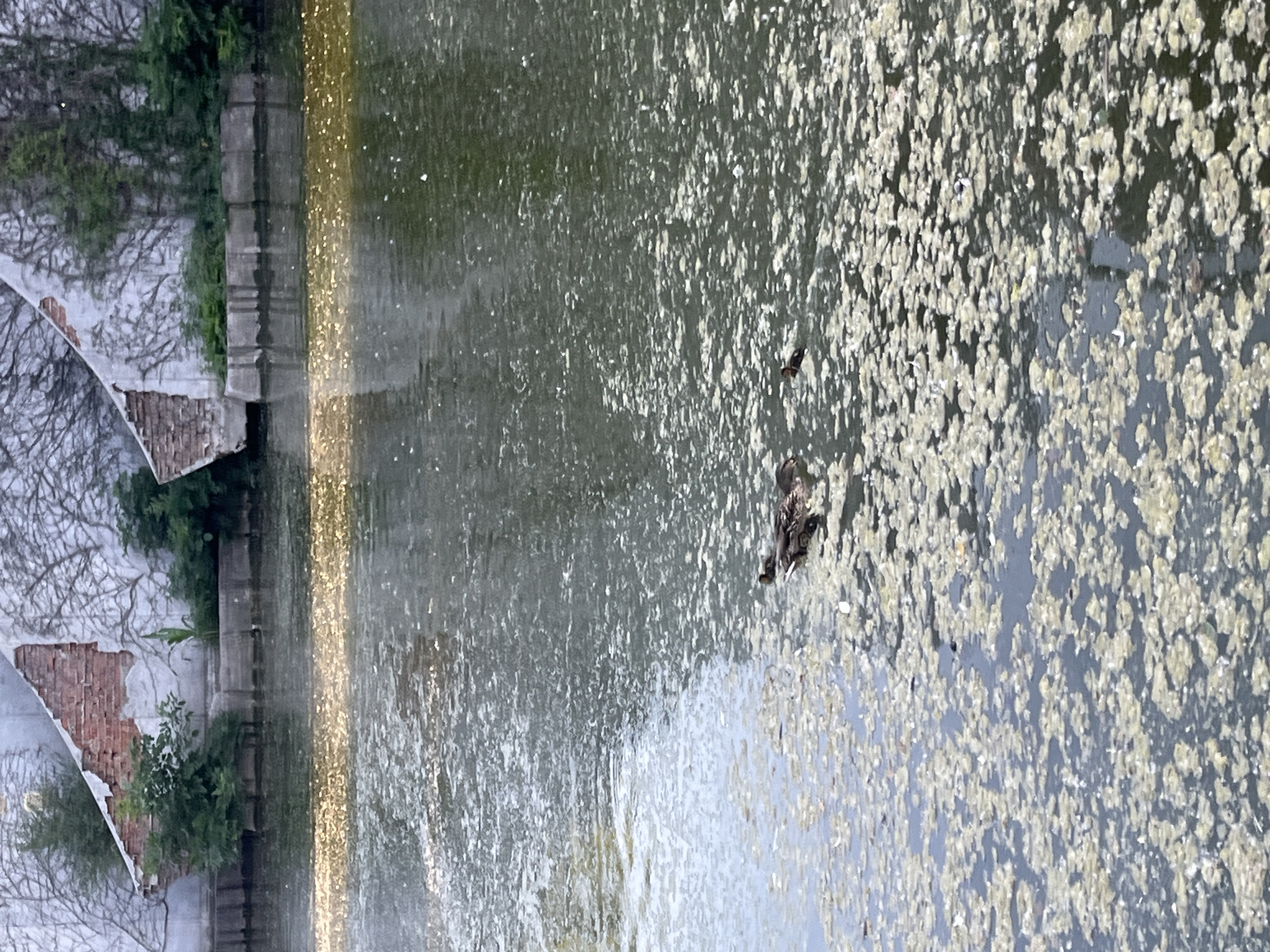 This image depicts a canal in the city of Dnipro, Ukraine. The canal is covered with a significant amount of algae and debris, giving the water a murky and stagnant appearance. In the foreground, several ducks are visible swimming amidst the floating organic matter. In the background, the canal is bordered by a dilapidated brick structure with overgrown vegetation. The sunlight reflects off the water in patches, creating a shimmering effect. The overall scene suggests an urban waterway that is not well-maintained, with nature reclaiming parts of the man-made environment.