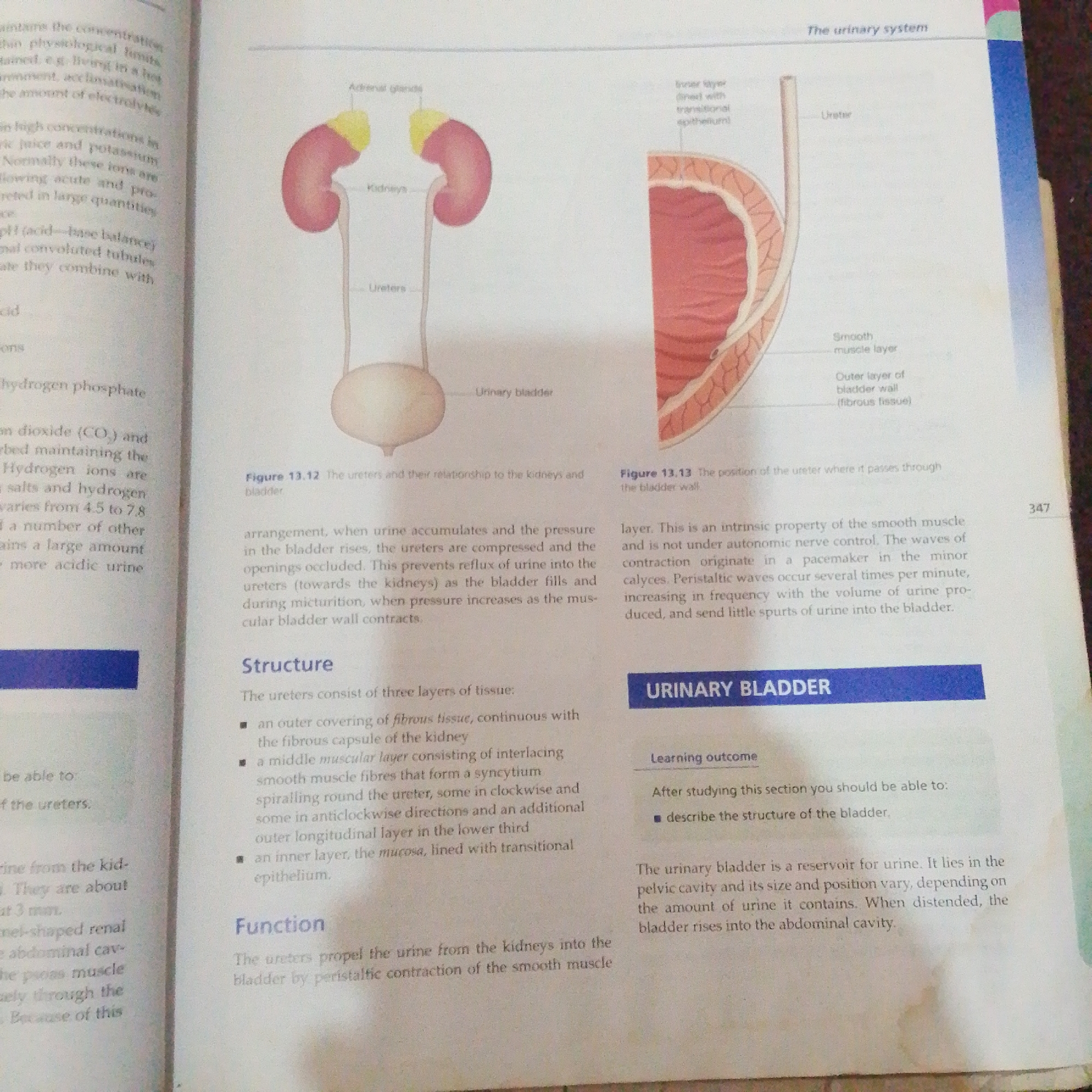 The image displays an illustration of the human urinary system and a cross-section of the bladder wall. On the left, a diagram shows two kidneys with adrenal glands on top, connected by ureters to a urinary bladder. Labels identify these organs. To the right, a detailed cross-section of the bladder wall is shown, with labels indicating the inner layer with transitional epithelium, smooth muscle layer, and outer layer of bladder wall (fibrous tissue). Text boxes on the left discuss physiological limits, hydrogen ions, and pH, while text on the right explains the function of peristaltic waves in urine transport and introduces the urinary bladder as a reservoir. A page number "347" is visible in the top right corner. The image is a textbook illustration and does not depict a real-world scene in Jalingo, Nigeria, or any other location.