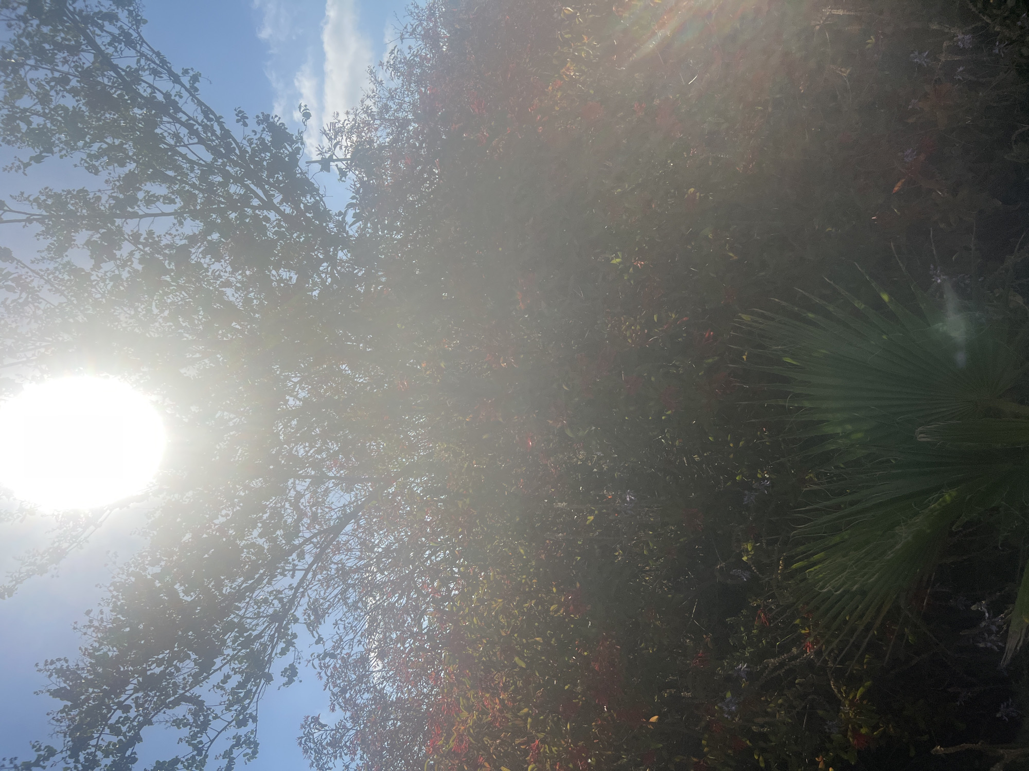 This image depicts a bright, sun-drenched scene in Or Akiva, Israel. The sun is prominently visible in the upper portion of the frame, casting strong lens flare and rays that obscure parts of the foliage. The foreground features a lush green palm frond, while the background is dominated by dense vegetation, including trees with visible leaves and smaller plants with red and green foliage. The sky is a clear blue with a few wispy clouds. The lighting suggests it is daytime, likely mid-morning or afternoon, with the sun positioned high in the sky. There are no people or discernible man-made structures visible in the image.