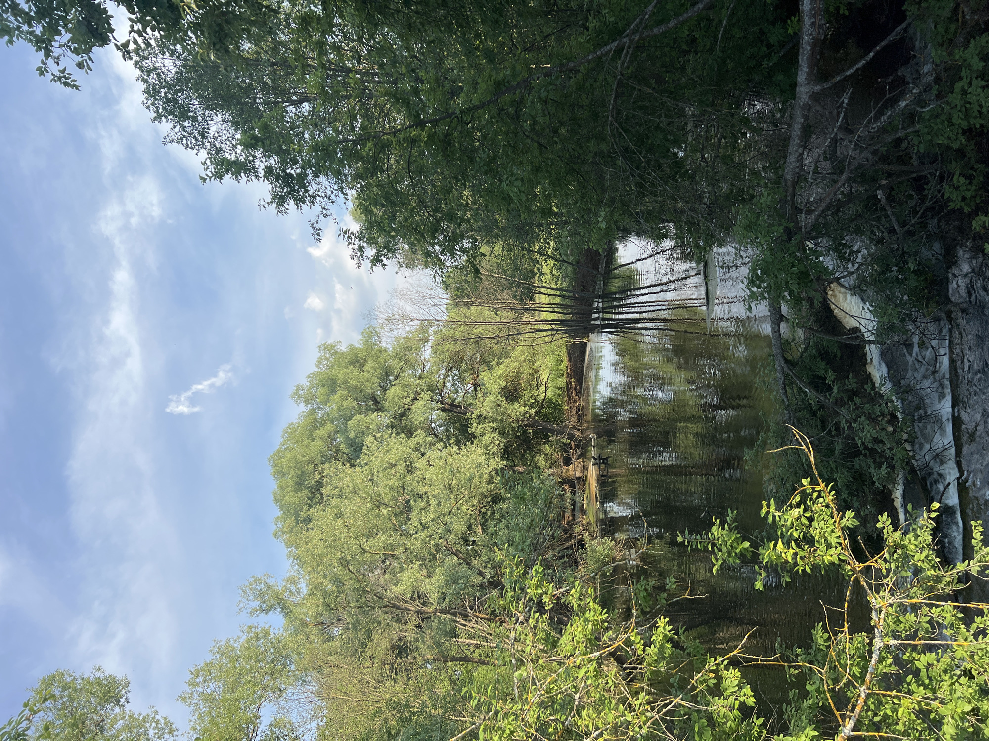 The image depicts a serene natural landscape in the vicinity of Альняш, Russia. A calm body of water, likely a river or a pond, is the central element, reflecting the surrounding lush green trees and a partly cloudy sky. The vegetation is dense, with a variety of trees and bushes framing the water. On the left side of the frame, branches of deciduous trees, some with mossy bark, extend over the water. In the middle ground, a small cluster of slender trees stands in the water, their reflections creating vertical lines. On the right, thicker trees with dense foliage dominate the bank. The water itself appears dark and still, with subtle ripples. In the lower portion of the image, a fallen tree trunk rests across the water, partially obscuring a small cascade of whitewater. There are no people or animals visible in the scene. The overall impression is one of a tranquil, undisturbed natural environment.
