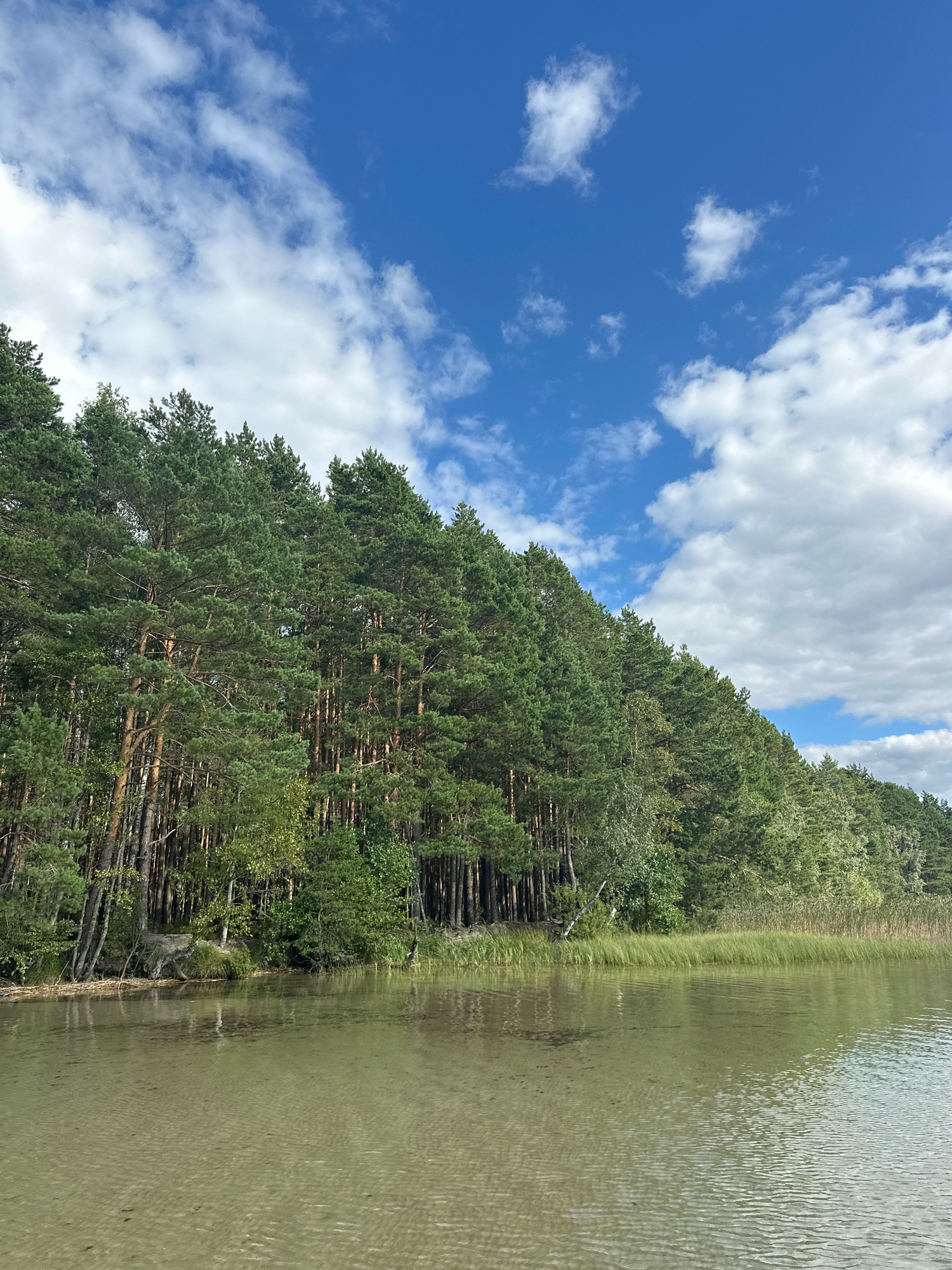A serene, natural landscape features a dense pine forest bordering a calm, shallow body of water. The water's surface is clear, revealing a sandy bottom with gentle ripples. The trees are tall and green, with a mix of pine and deciduous varieties visible. The sky above is a vibrant blue, dotted with fluffy white clouds, suggesting fair weather. The scene is tranquil and untouched, characteristic of a natural reserve or undeveloped waterfront area within the Мядзельскі сельскі Савет in Belarus. There are no people or man-made structures visible in the frame.