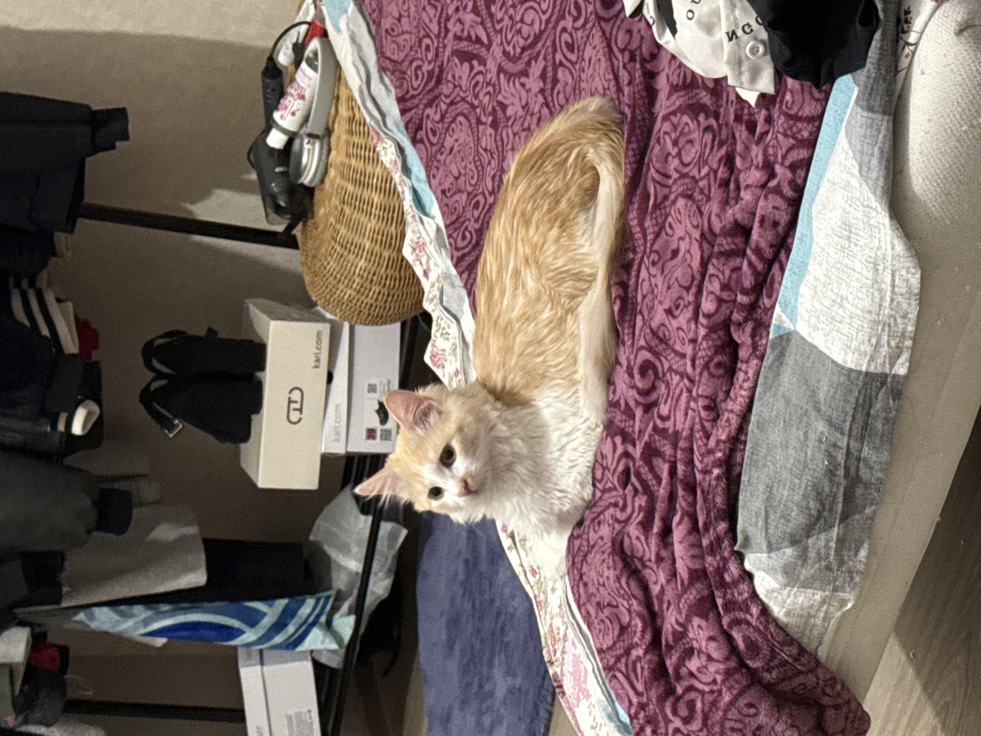 An indoor scene in Saint Petersburg, Russia, depicts a domestic cat lying on a bed. The cat, with light orange and white fur, is positioned centrally, facing left with its head slightly angled towards the viewer. The bed is furnished with a patterned purple blanket overlaying other bedding, including a floral sheet and a gray and white patterned sheet. A crumpled white garment is visible on the bed to the right of the cat. The background features a shelving unit with stacked white shoe boxes, one marked 'kari.com', and various hanging garments, including a blue and white patterned fabric. A blue rug is partially visible on the floor in the background. To the right, a wicker basket holds silver headphones, alongside a black hairdryer and a tube of cream. Additional stacked shoe boxes, bearing 'kari.com' and 'karlooni' branding, are present, with black shoes resting on top. The background wall is light beige, and the floor is a light wood tone.