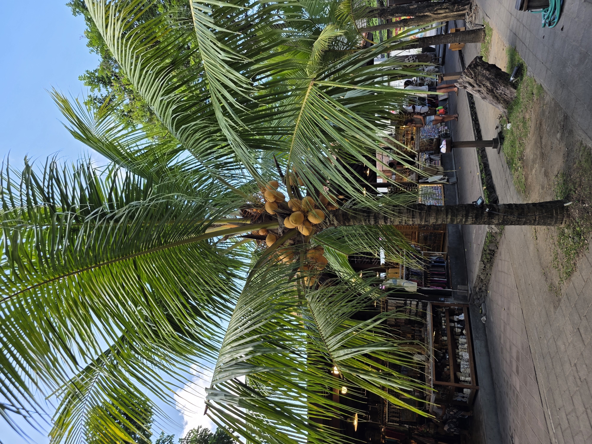 A coconut tree with a cluster of coconuts grows in the foreground, obscuring part of a sidewalk and shops in the background. The tree's fronds are lush and green, and it stands on a paved walkway bordered by grass. Behind the tree, several stalls are visible, displaying merchandise such as clothing and souvenirs. Some people are seen walking and browsing in front of the shops. The sky is clear and blue. The scene appears to be a vibrant marketplace or tourist area in North Kuta, Indonesia.