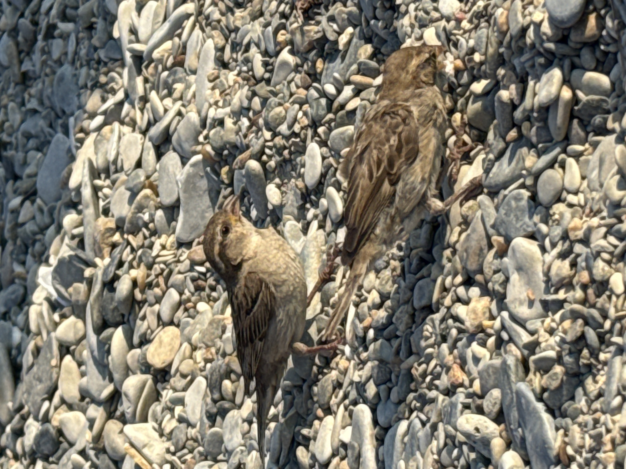 The image shows two sparrows foraging on a pebble-strewn ground. One sparrow is standing and looking to the left, while the other is crouched on the ground, appearing to be pecking at something. The environment consists of numerous grey and beige pebbles of varying sizes, with some larger, flatter stones visible. The lighting suggests it is daytime, with shadows cast by the birds and stones. The scene is an outdoor environment, likely a beach or riverbank, consistent with the pebble-covered terrain often found in coastal or riverside areas of cities like Gelendzhik, Russia, which is situated on the coast of the Black Sea. There are no people or man-made objects in the immediate vicinity of the birds.