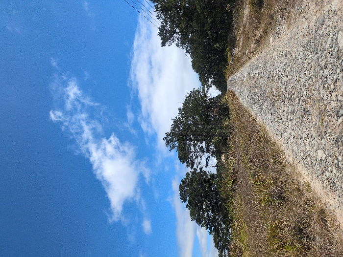 The image displays a straight, unpaved gravel road receding into the distance under a bright blue sky with scattered white cumulus clouds. The scene is located in Trường Sơn, Vietnam. The foreground features the gravel road centrally, bordered on both sides by dry, light brown and greenish wild grasses and low-lying brush. In the midground, dense formations of tall, dark green evergreen trees, consistent with pine species, line the road, extending further into the background. Above the tree line on the right side of the frame, multiple black utility lines are visible against the sky. No individuals, animals, or vehicles are present, and no specific actions or interactions are depicted within the frame. The overall environment appears rural and natural under clear weather conditions.