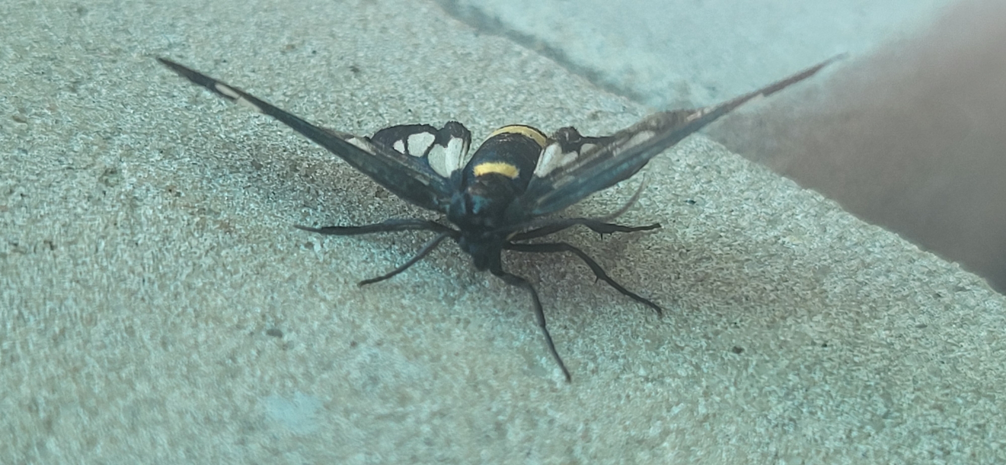 An overhead shot shows a moth with black and yellow wings resting on a light gray, textured surface. The moth's body is black with a prominent yellow band across its abdomen. Its wings are spread, revealing intricate black and white patterns. The surface it rests on appears to be concrete or a similar building material, with visible grain and small imperfections. The lighting suggests it is daytime. The scene is located in Tetianivka, Ukraine.