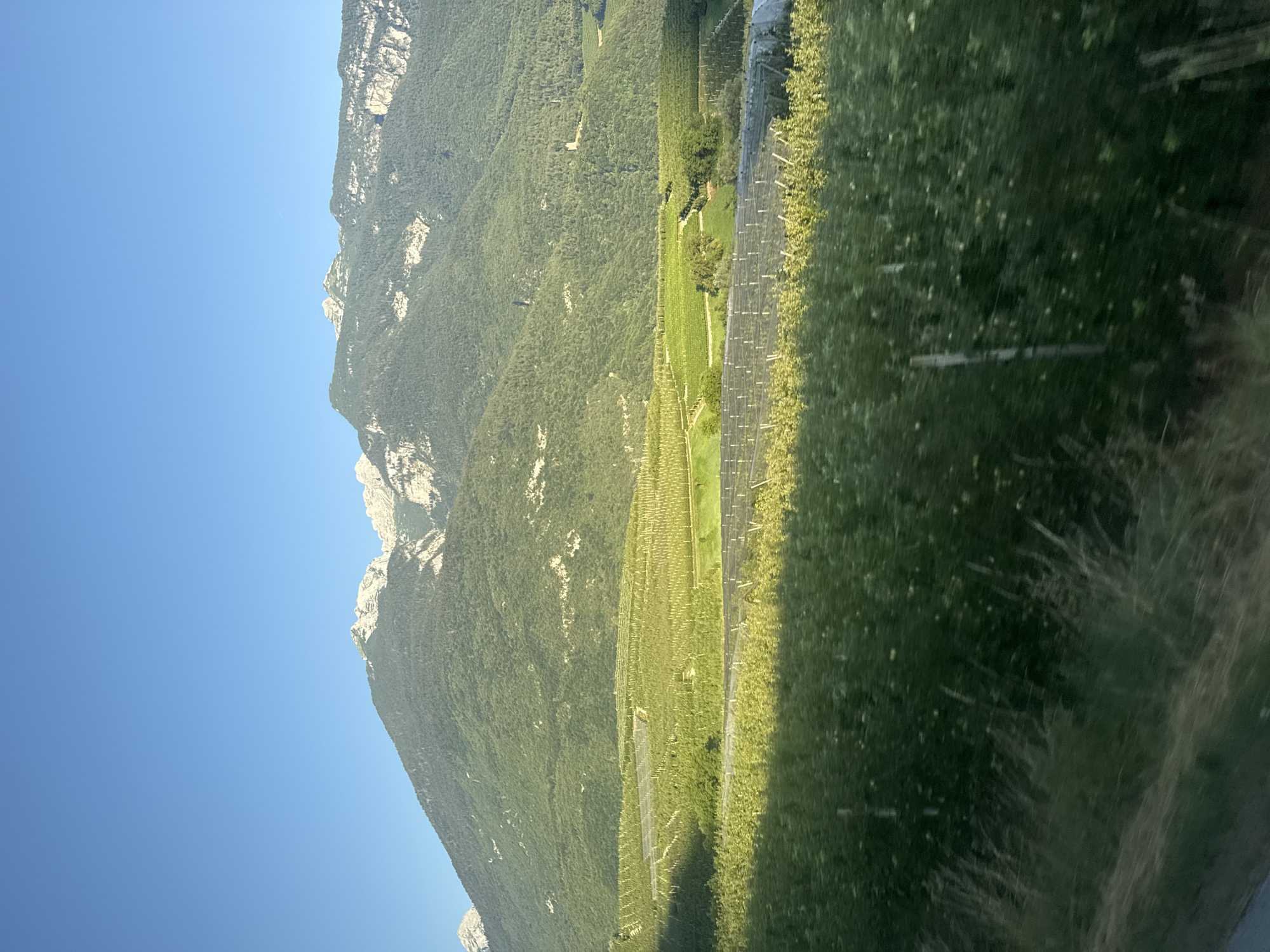 The image shows a vast mountain landscape under a clear blue sky. The foreground is dominated by rows of green vegetation, possibly vineyards or orchards, with some structures that appear to be protective netting over the plants. Beyond this, rolling green hills are covered in dense vegetation, and further in the distance, majestic mountains rise, their peaks catching the sunlight and revealing rocky, lighter-colored formations. The overall scene suggests a rural, mountainous region in Spormaggiore, Italy, characterized by agricultural cultivation and natural grandeur. There are no people or animals visible in the image.
