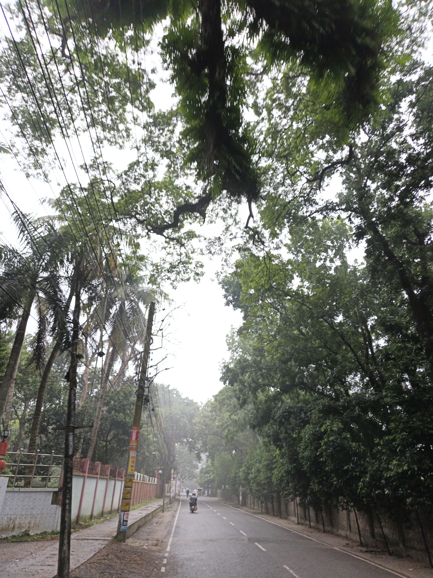 This is a street scene in Jashore, Bangladesh, with a paved road stretching into the distance. On the left side of the road, there is a sidewalk and a wall with a decorative fence. Beyond the wall, palm trees and other dense foliage are visible, with numerous power lines crisscrossing the frame. On the right side of the road, more trees line the street, creating a canopy over the road in some areas. The sky is overcast, suggesting it might be a cloudy day or a light rain. A person on a motorcycle is traveling down the road away from the camera.
