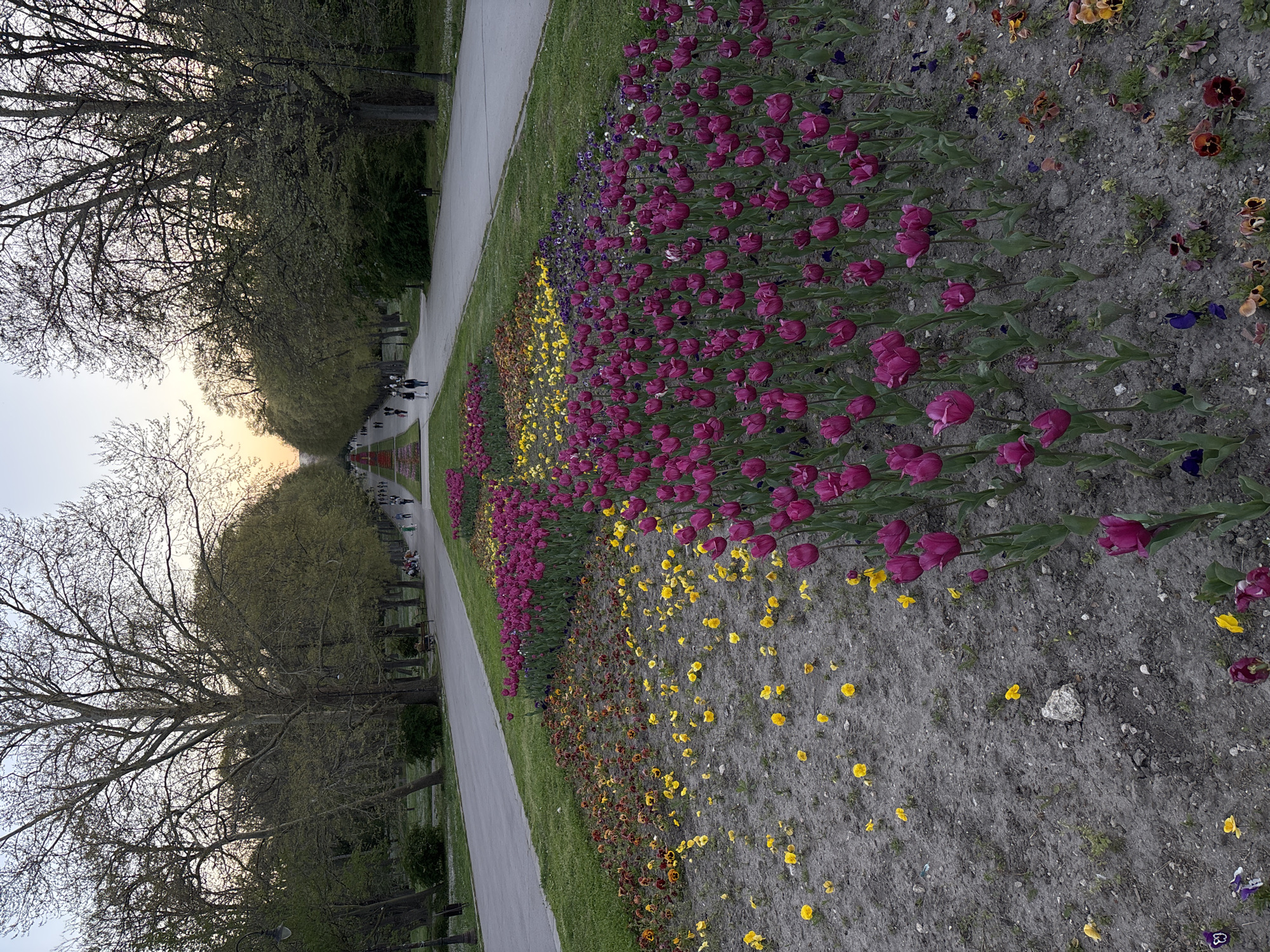 The image shows a long, straight pathway lined with flowerbeds in the Sea Garden park of Varna, Bulgaria. A variety of purple tulips and yellow pansies are planted in rows along the pathway, with a smattering of other colors visible in the distance. Bare trees line the pathway on both sides. People are walking in the distance, on the same pathway, in the distance. The sky is overcast and there is a slight haze in the air.