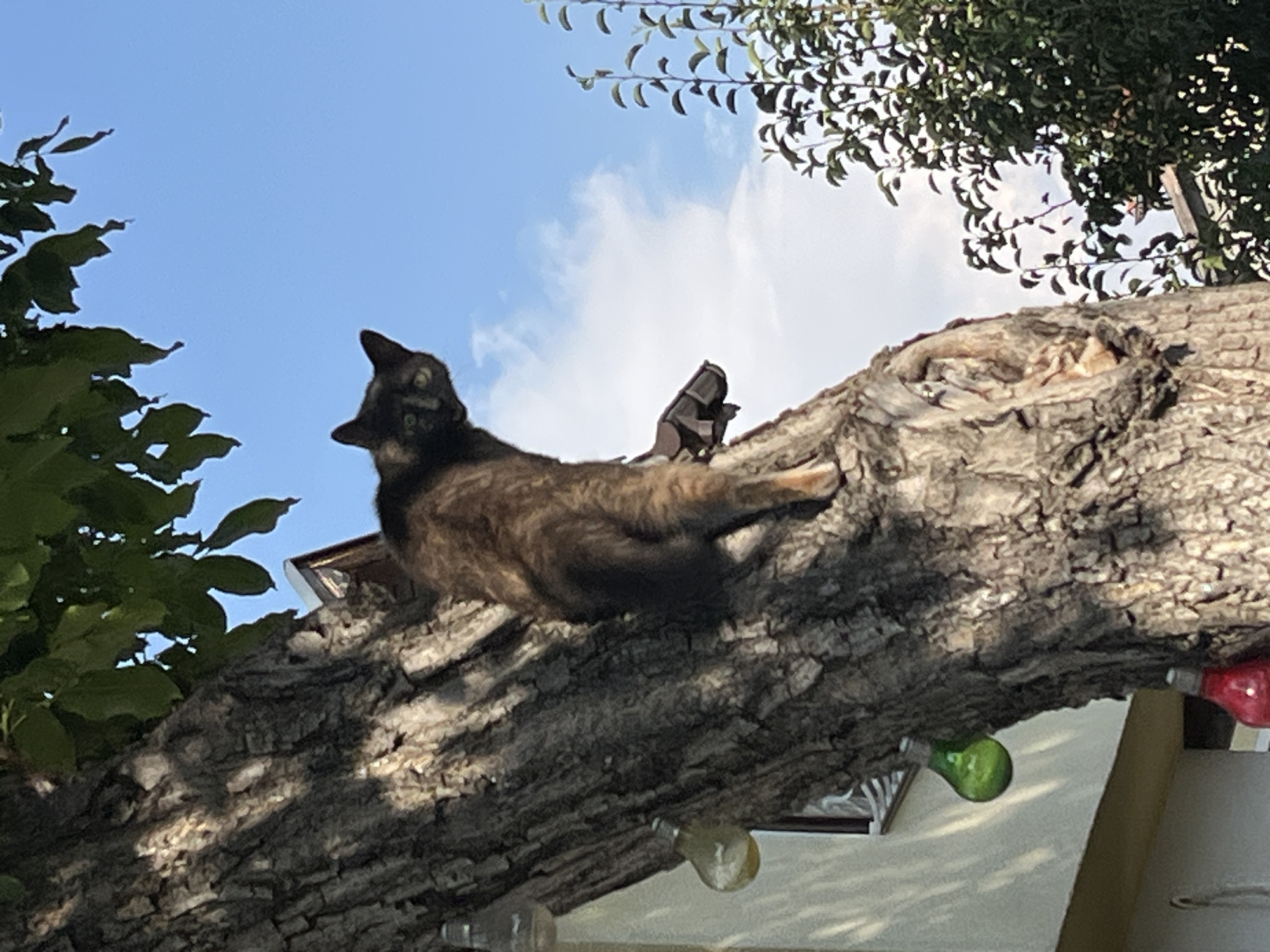 A tortoiseshell cat is perched on a large tree trunk, facing left and looking back at the camera. The cat's body is angled away from the viewer, with its hindquarters closer to the trunk. Its fur is a mix of black, brown, and orange. The cat is positioned on a section of the trunk that appears to have some texture and possibly a knot or outgrowth.
Behind the cat, the sky is blue with some scattered white clouds. To the left of the tree, a light-colored building with a window is visible. Hanging from the tree are several decorative glass bulbs, one green and one red. A thin branch with green leaves extends from the top left of the frame, and on the right side, there are more trees with dense green foliage. The overall scene suggests an outdoor setting in a residential area. The presence of the building and the decorative elements on the tree imply it is likely a backyard or garden. The specific location of Kostinbrod, Bulgaria, is not evident from the image itself but has been provided as context.