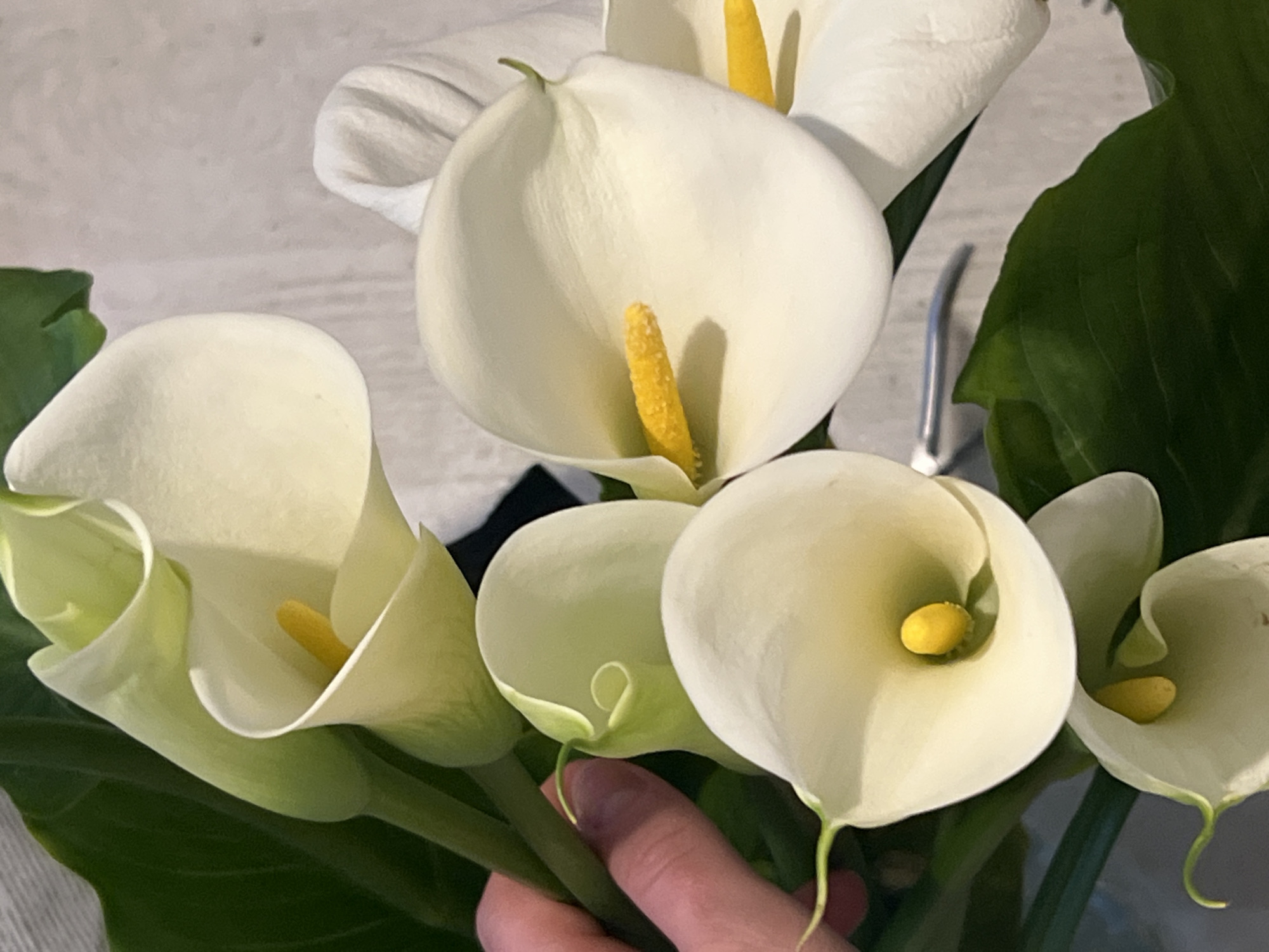 The image displays a close-up of a bouquet of white Calla Lilies (Zantedeschia aethiopica). At least seven individual blooms and buds are visible, characterized by their white, funnel-shaped spathes and prominent yellow spadices located centrally within the open flowers. Supporting dark green leaves and stems are integrated with the blossoms. A light-skinned human hand, displaying fingers and a thumb, is visible on the left side of the frame, grasping several of the green flower stems. The background consists of a light-toned, indistinctly textured surface, with a dark, amorphous shape and a curved metallic object visible towards the right side of the composition. The scene is located in the city of Boreti, Montenegro.