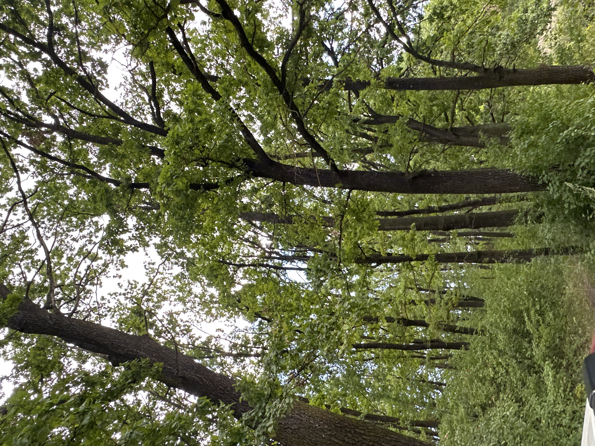 The image captures a dense forest with tall trees and lush green undergrowth, suggestive of a natural area within or near Makiv, Ukraine. The perspective is from ground level, looking upwards into the canopy of large deciduous trees, likely oaks, given their sturdy trunks and broad, lobed leaves. Sunlight filters through the foliage, creating a dappled effect on the leaves and branches. The scene is dominated by shades of green and brown, with the sky visible as a bright, overcast white through the gaps in the leaves. There are no people or discernible man-made structures visible in the image, only the natural environment of a forest.