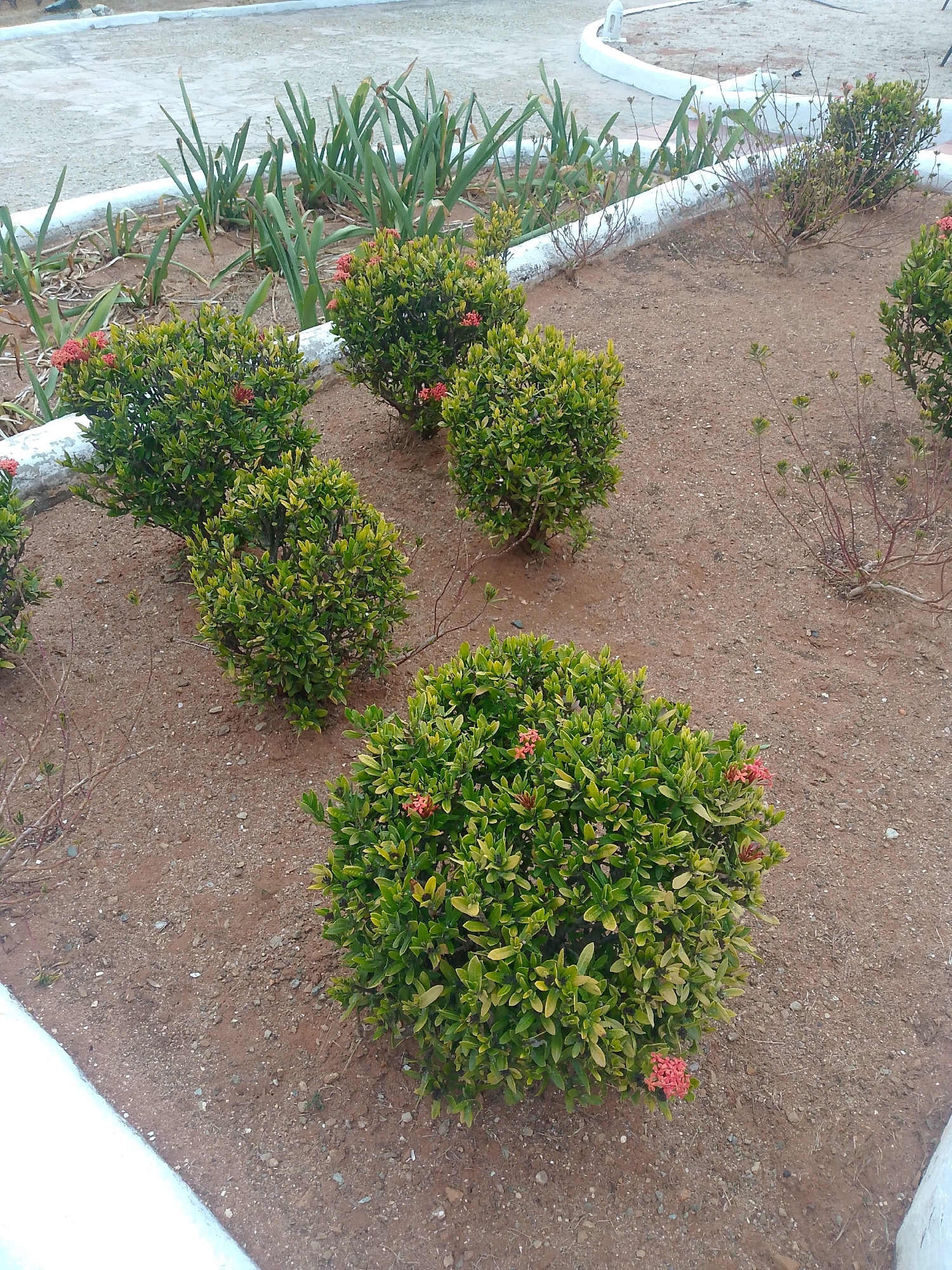 The image depicts a garden bed in Pedro González, Venezuela. The bed is bordered by a white concrete curb and filled with reddish-brown soil. Several round, green bushes with small red flowers are planted in the bed. In the background, taller, spiky green plants grow along the curb. The soil surface appears dry and somewhat gravelly. In the distant background, a light-colored concrete surface is visible.