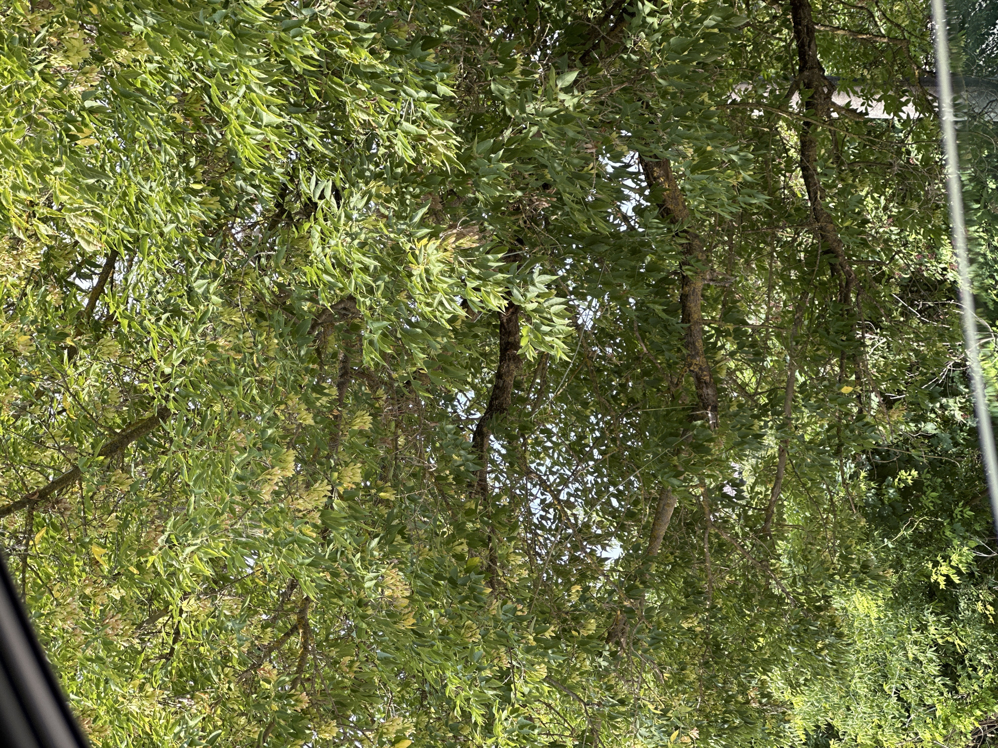 The image captures a close-up view of a tree canopy filled with green leaves and seed pods. The branches are brown and textured, with sunlight filtering through the dense foliage. In the lower part of the image, a darker area suggests the presence of more vegetation or possibly a shaded ground cover. The scene appears to be outdoors, consistent with a location in the city of Makiv, Ukraine, where such a tree would likely be found. No people or specific actions are depicted, focusing solely on the natural elements of the tree.