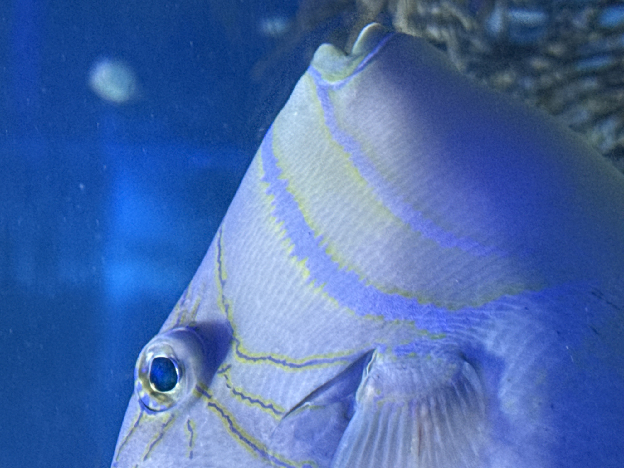 The image is a close-up, head-on shot of a blue and yellow striped fish swimming in an aquarium. The fish has a large eye and its mouth is slightly open. The background is a blurry blue, suggesting water. There are no people, cityscapes, or any indication of Santa Marta, Colombia in the image. The scene appears to be entirely aquatic.