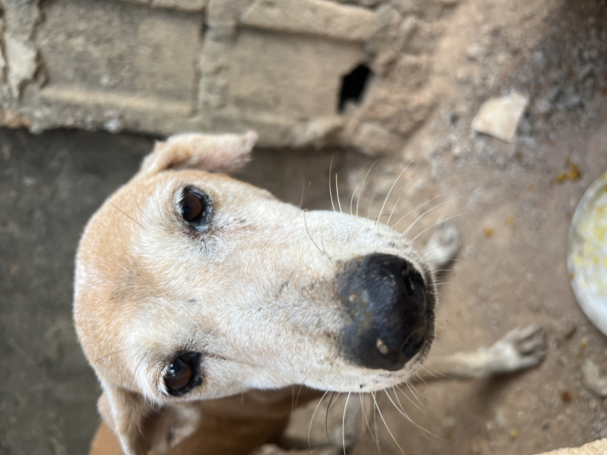 The image is a close-up, high-angle shot of a dog. The dog has light tan and white fur and a large, black nose. Its eyes are brown and its ears are floppy. The background appears to be a dirt or concrete ground with some loose debris and possibly part of a building structure visible in the upper left. The environment suggests an outdoor setting, possibly in the city of Minna, Nigeria, as requested, although this is not explicitly evident in the image itself.
