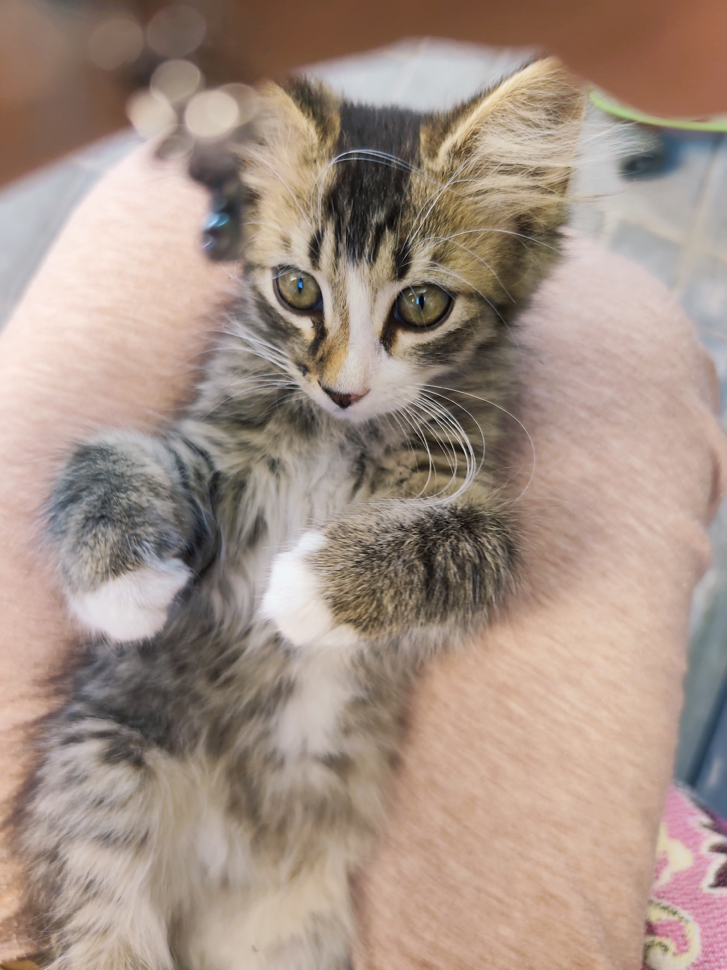 A young, fluffy tabby kitten with white paws is lying on its back on a person's lap, which is covered by a soft, light-pink fabric. The kitten's front paws are extended upwards, and it has large, expressive green eyes and long white whiskers. The background is blurred, with hints of light sources and some out-of-focus objects. This image does not contain any specific information about the city of Durlești, Moldova.