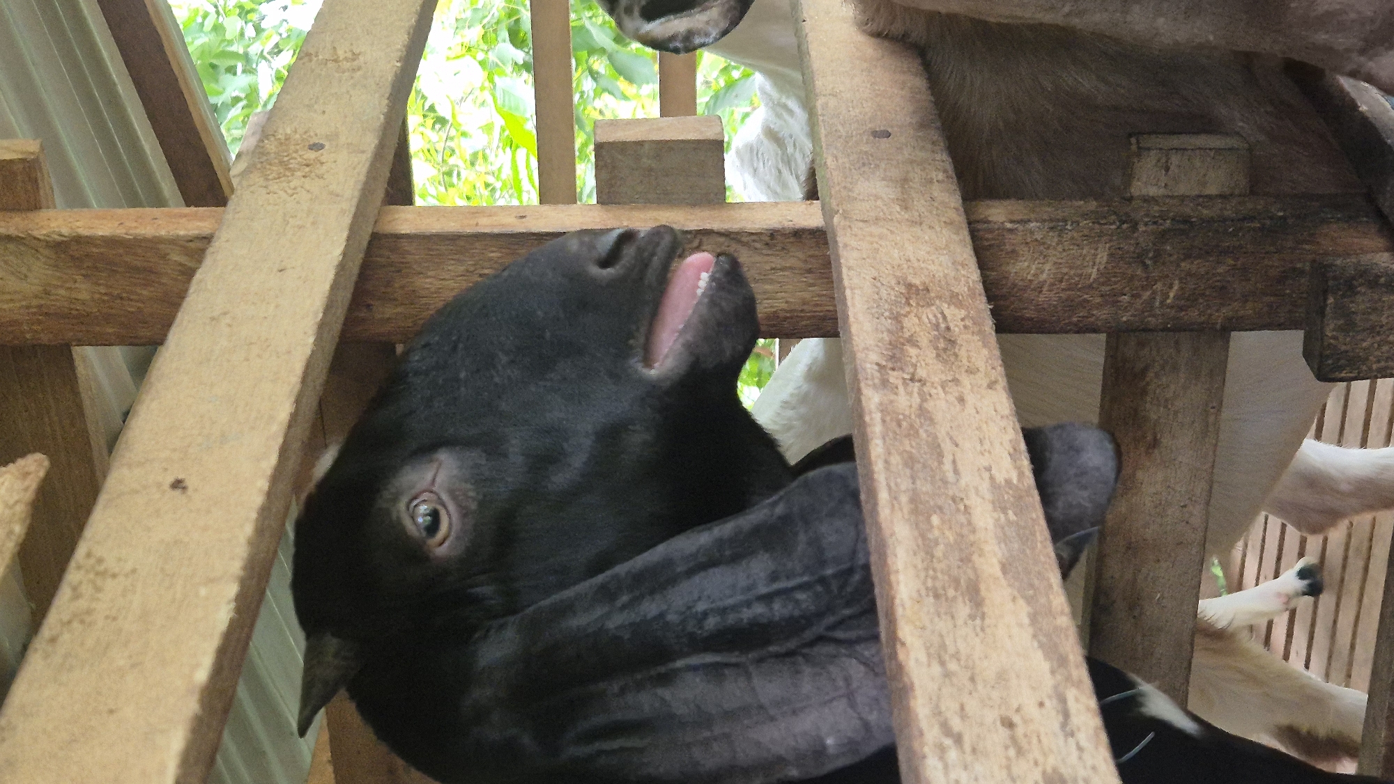 A close-up, eye-level shot captures a black goat's head peering through a wooden fence enclosure. The goat has large, floppy ears and its mouth is slightly open, revealing pink gums and teeth. In the background, other goats, one white, are partially visible. The enclosure appears to be made of rough, natural wood, with visible grain and some wear. Beyond the fence, lush green foliage suggests an outdoor, possibly rural setting in Mee, Indonesia. The lighting is natural, casting soft shadows and highlighting the textures of the goat's fur and the wooden structure.