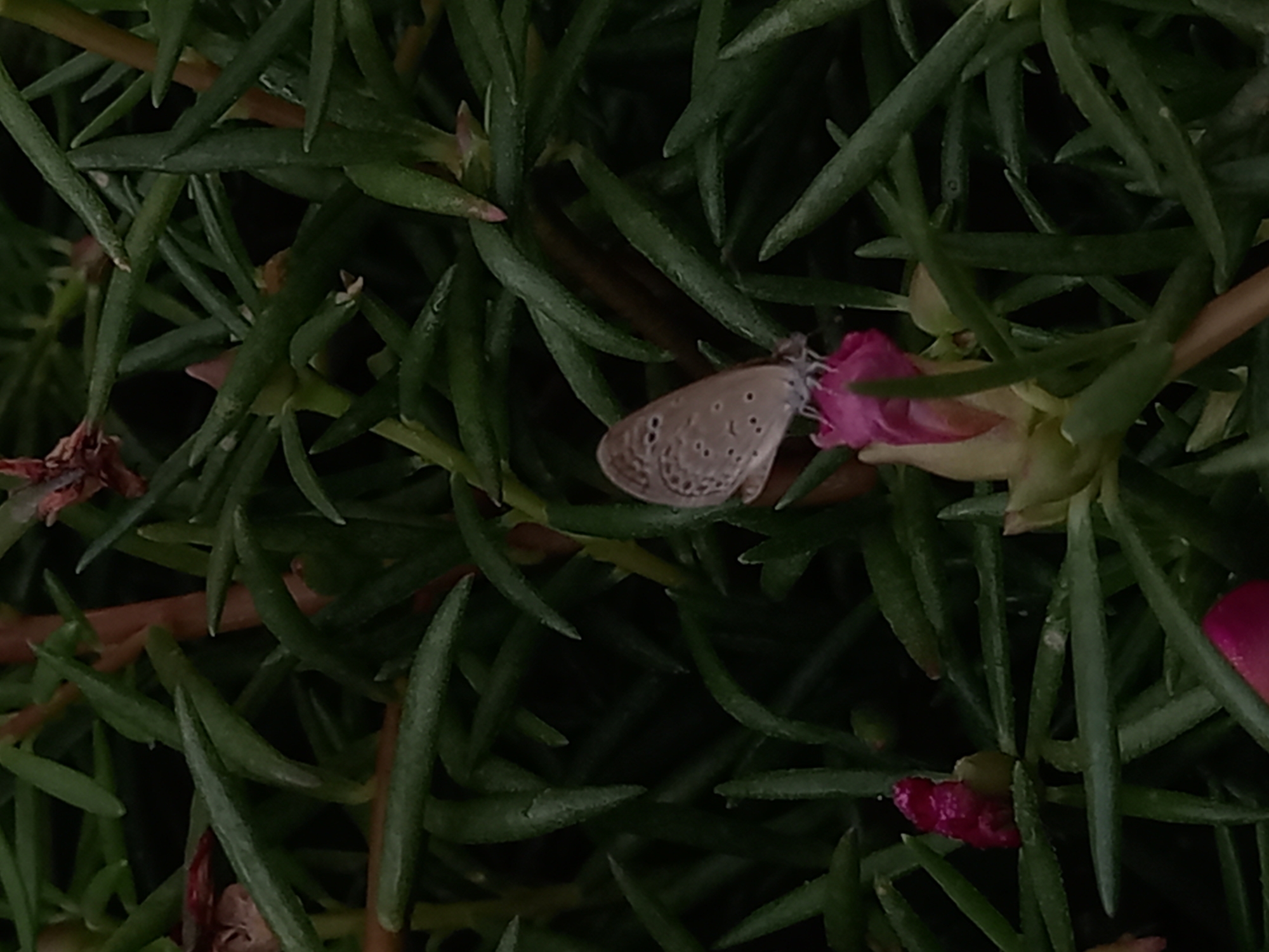A small, brown butterfly with patterned wings sits on a closed pink flower bud nestled among succulent green leaves. The photo appears to be taken outdoors in natural light. The specific location of Pukhrayan, India, is not ascertainable from the image.