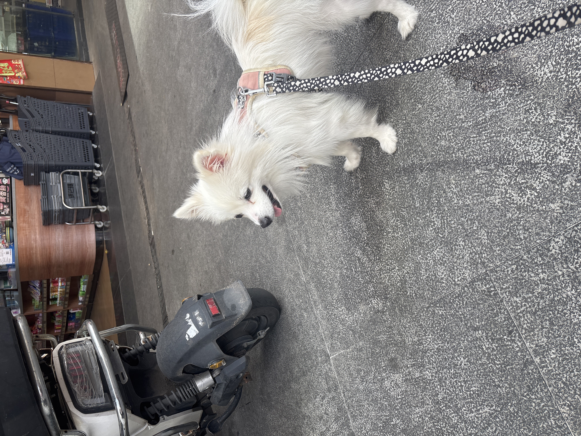 An outdoor scene depicts a small, fluffy white dog with a pink harness and a black and white patterned leash. The dog is standing on a grey, speckled pavement next to the rear of a white electric scooter. In the background, a store with shelves of products is visible, along with several black shopping trolleys and a red rug. The environment appears to be a commercial area in Nanhai District, China.