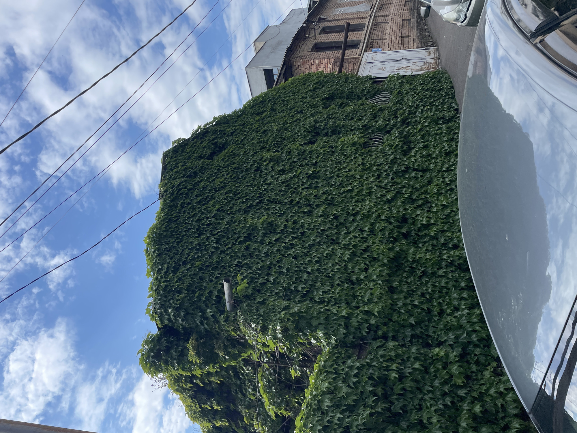 A medium-angle shot depicts a building covered in dense green ivy, situated in Tbilisi, Georgia, under a sky filled with light blue and white clouds, intersected by electrical wires. The upper portion of the building reveals a brick structure with a white door and dark-framed windows. To the right of the building, a car is partially visible. A metal pole is affixed to the ivy-covered wall.