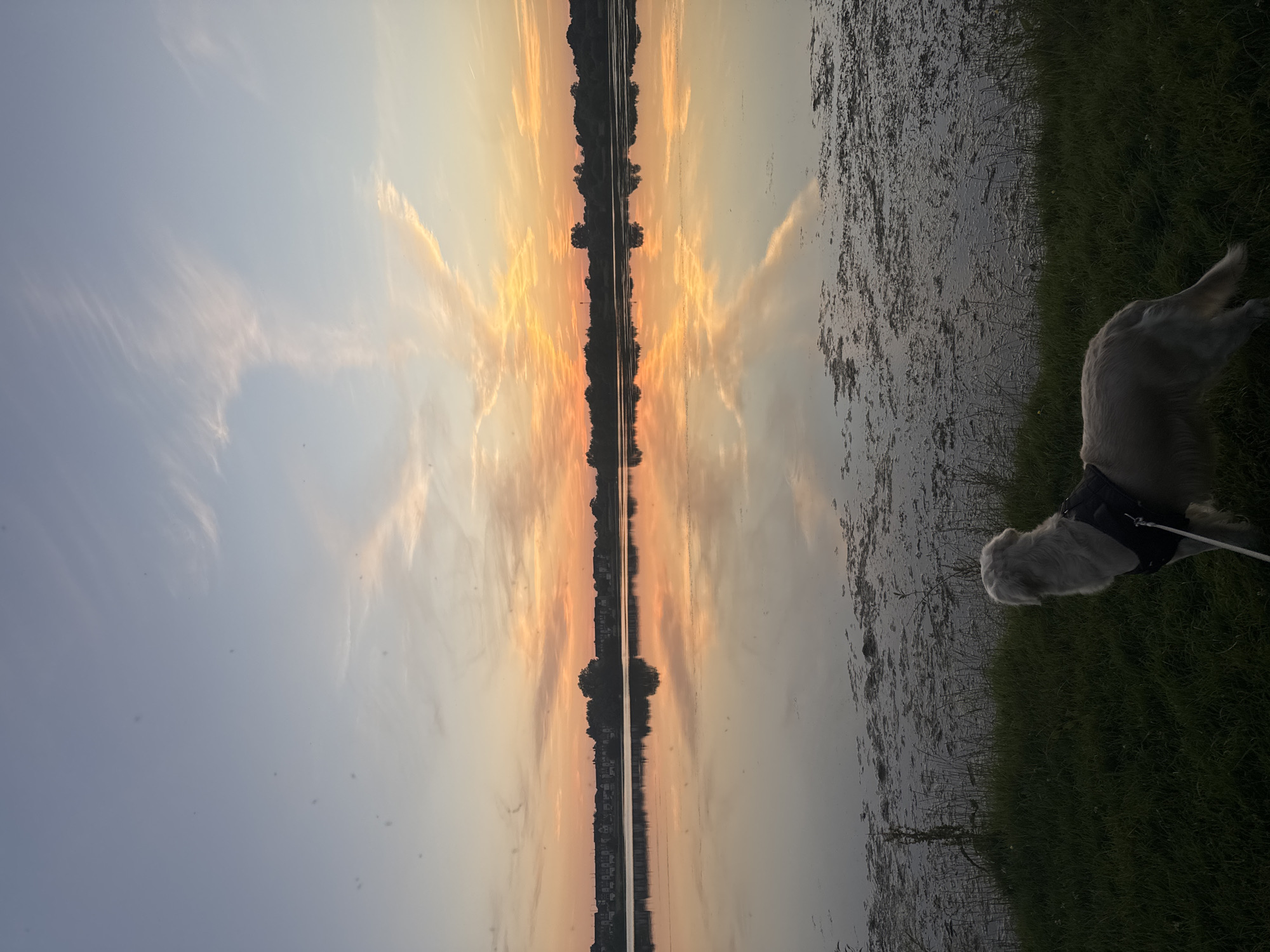 An outdoor, eye-level, vertical, medium shot captures a golden retriever on a grassy bank looking out at a calm lake during sunset. The dog is wearing a black harness and a white leash. The sky is a gradient of pale blue at the top, transitioning to warm oranges and pinks near the horizon, with wispy clouds. The lake perfectly reflects the colorful sky and the silhouetted treeline and buildings on the far bank. The water is still, with some scattered patches of aquatic vegetation. The foreground consists of green grass with some darker patches of dried leaves or mud. The scene appears to be set in a park or natural area within the city of Craigavon, United Kingdom.