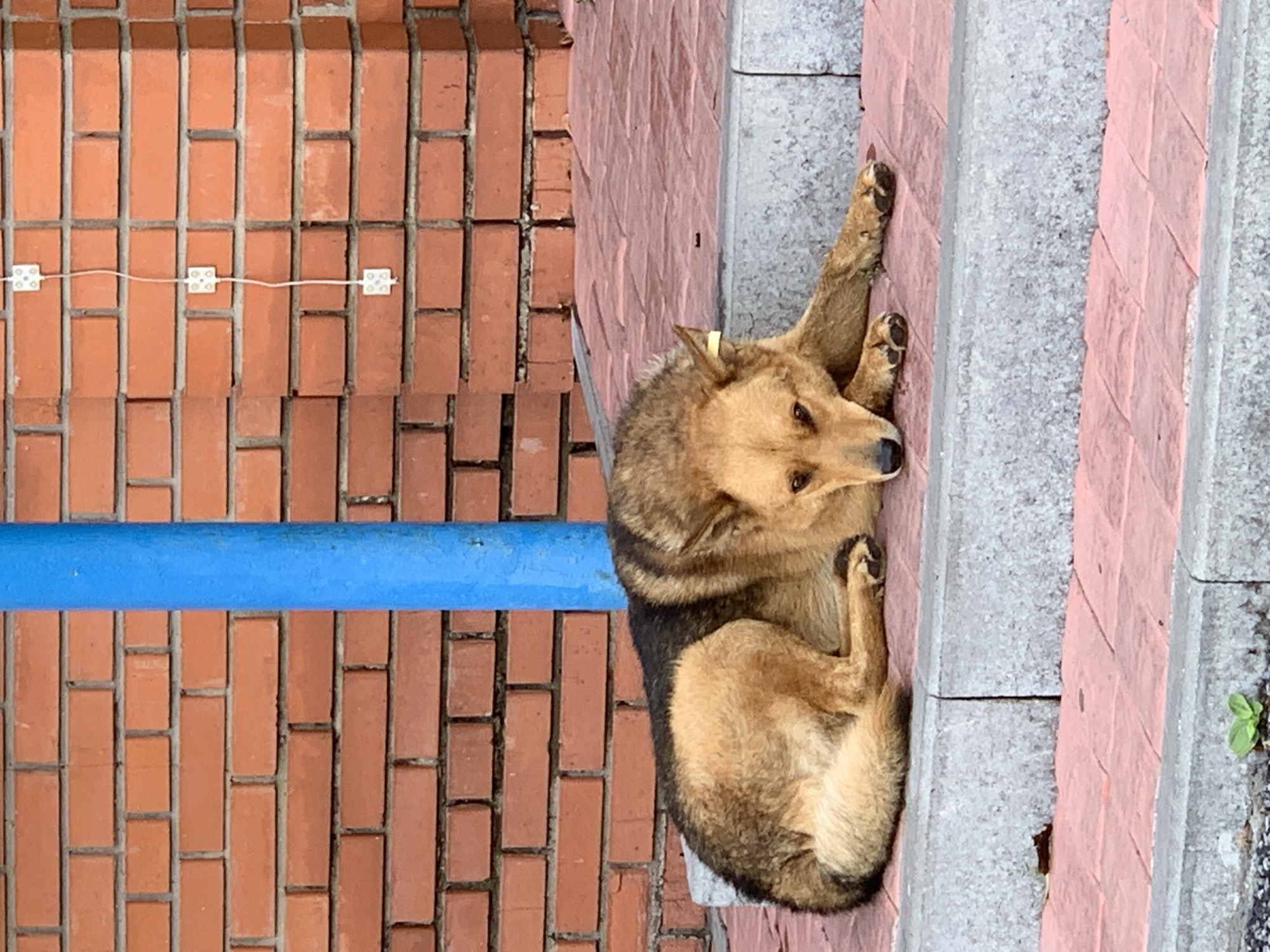 A medium-sized dog with brown and black fur lies on a set of red brick stairs with grey concrete risers. The dog is resting its head on its paws, with its body extended. A yellow tag is visible on its left ear. Behind the dog, a red brick wall is visible, with a bright blue pole running vertically. A white wire with three white electrical boxes is attached to the brick wall. The scene appears to be in an outdoor urban environment, possibly in Prokopyevsk, Russia, given the style of the brickwork and the presence of the blue pole which could be a part of public infrastructure.