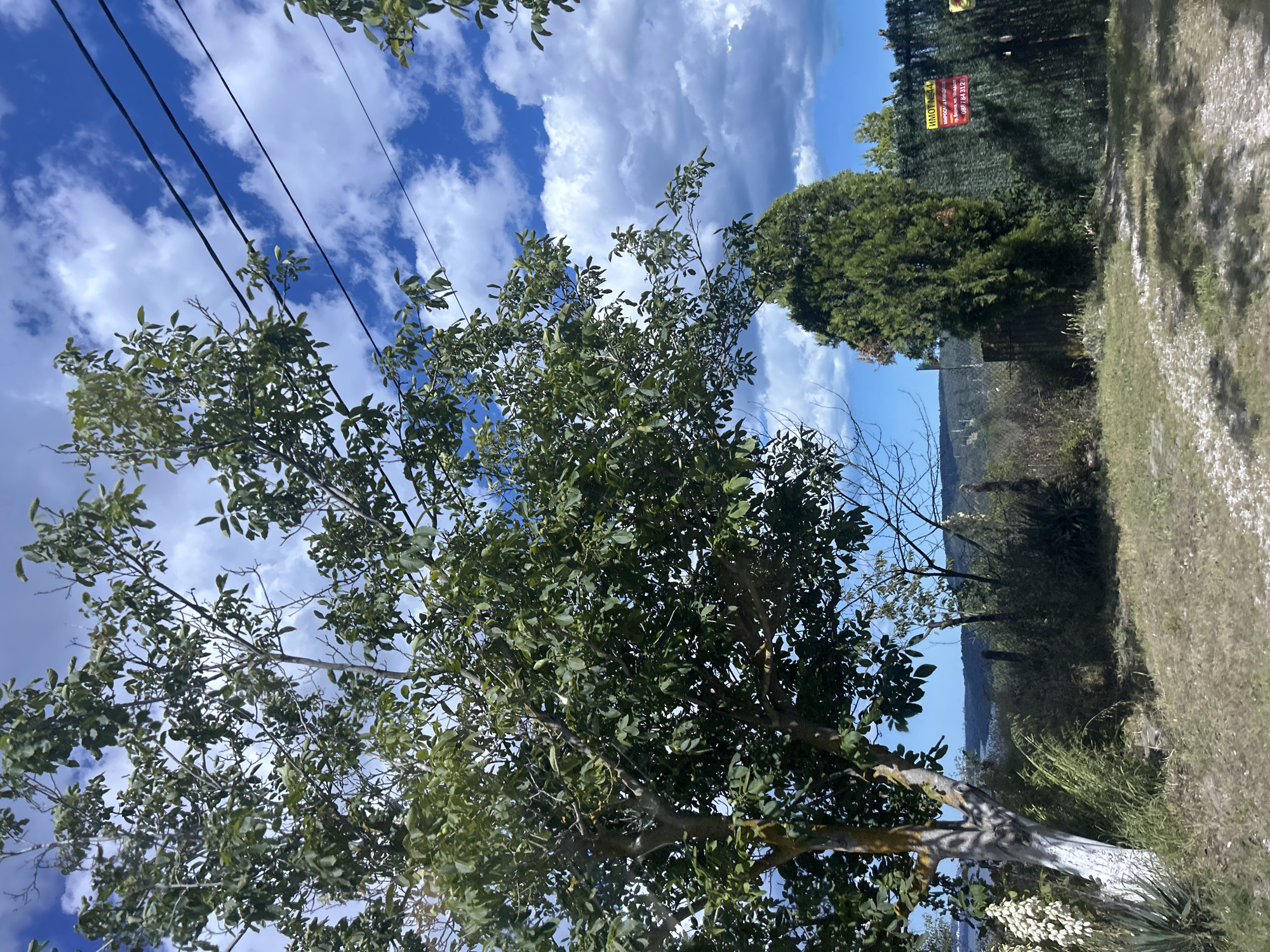 In Konstantinovo, Bulgaria, a scenic view unfolds with a large tree prominently featured in the foreground on the left. The tree's trunk is partially painted white, and its branches are laden with lush green leaves. Above the tree, telephone wires stretch across a bright blue sky dotted with fluffy white clouds. To the right, a dense green evergreen tree stands next to a dark green fence, on which a red and yellow sign is attached. The sign contains text in Cyrillic script, possibly indicating property information or contact details. In the background, a hazy landscape of rolling hills and distant structures can be seen. The ground in the foreground is covered with dry grass and a gravel path, with dappled sunlight creating shadows. To the left of the large tree, a spiky plant with white blossoms adds a touch of detail to the scene. The overall impression is one of a rural setting on a bright, partly cloudy day.